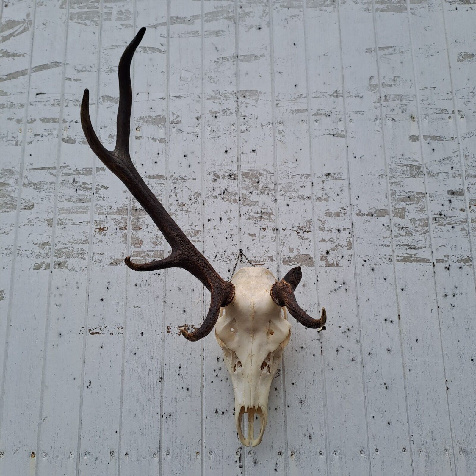 Taxidermy, very nice abnormal red-stag deer trophy with complete skull and teeth