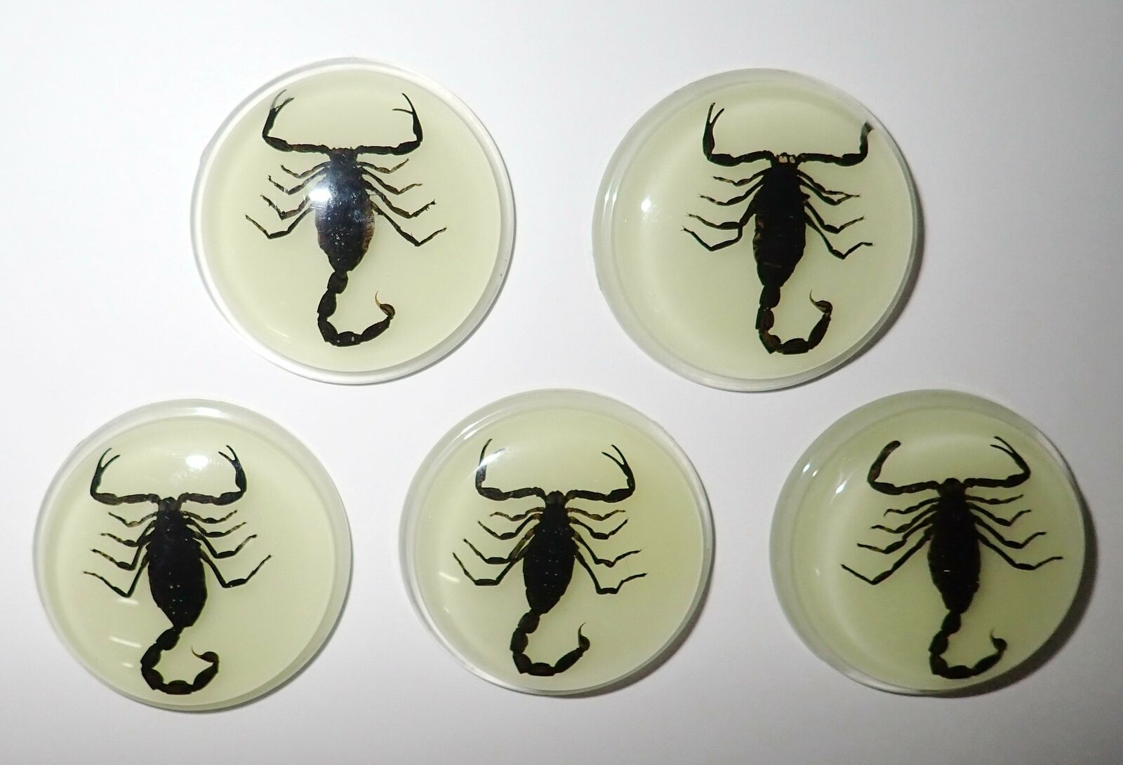 Insect Cabochon Black Scorpion 38.5 mm Round inner 35 mm Glow 5 pieces Lot