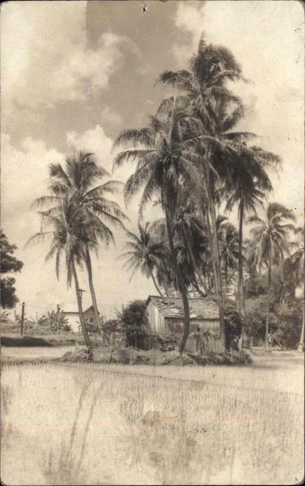 Honolulu Hawaii HI Palms & Two Buildings c1930s Real Photo Postcard