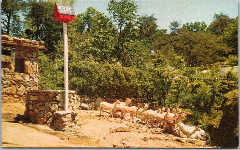 1950s Chattanooga / Lookout Mtn. Tenn. Postcard ROCK CITY GARDENS 