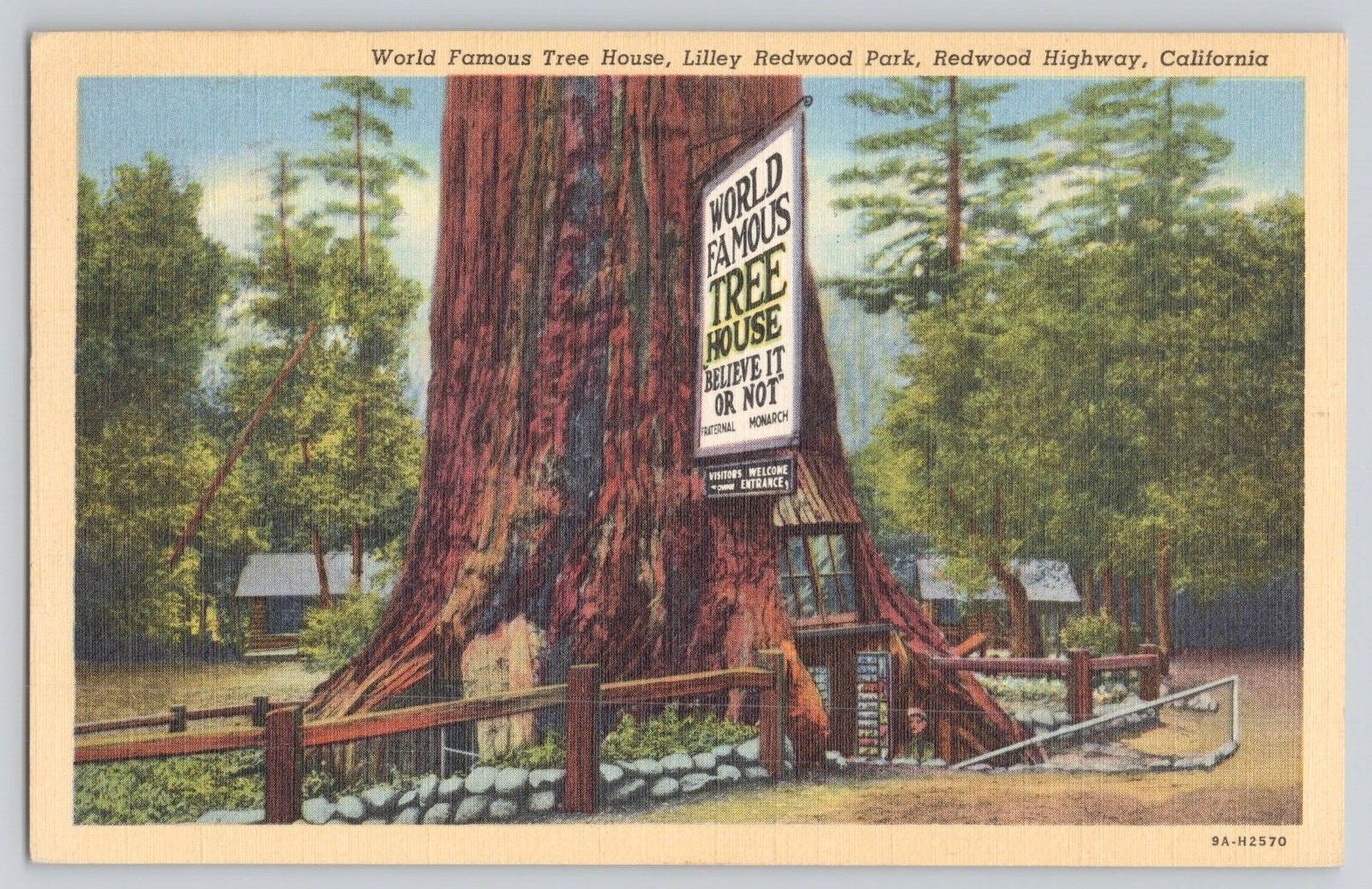 Postcard World Famous Tree House, Lilley Redwood Park, Redwood Highway, Cali