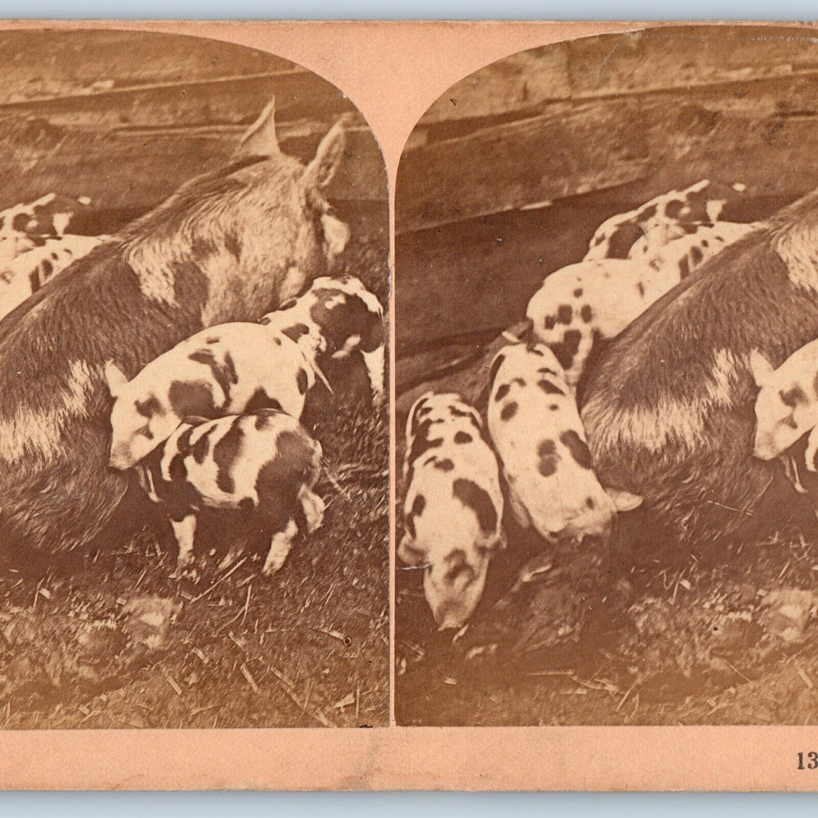 c1890s Adorable Little Piglets w/ Mommy Piggy Pig-Pig Stereoview Real Photo V30