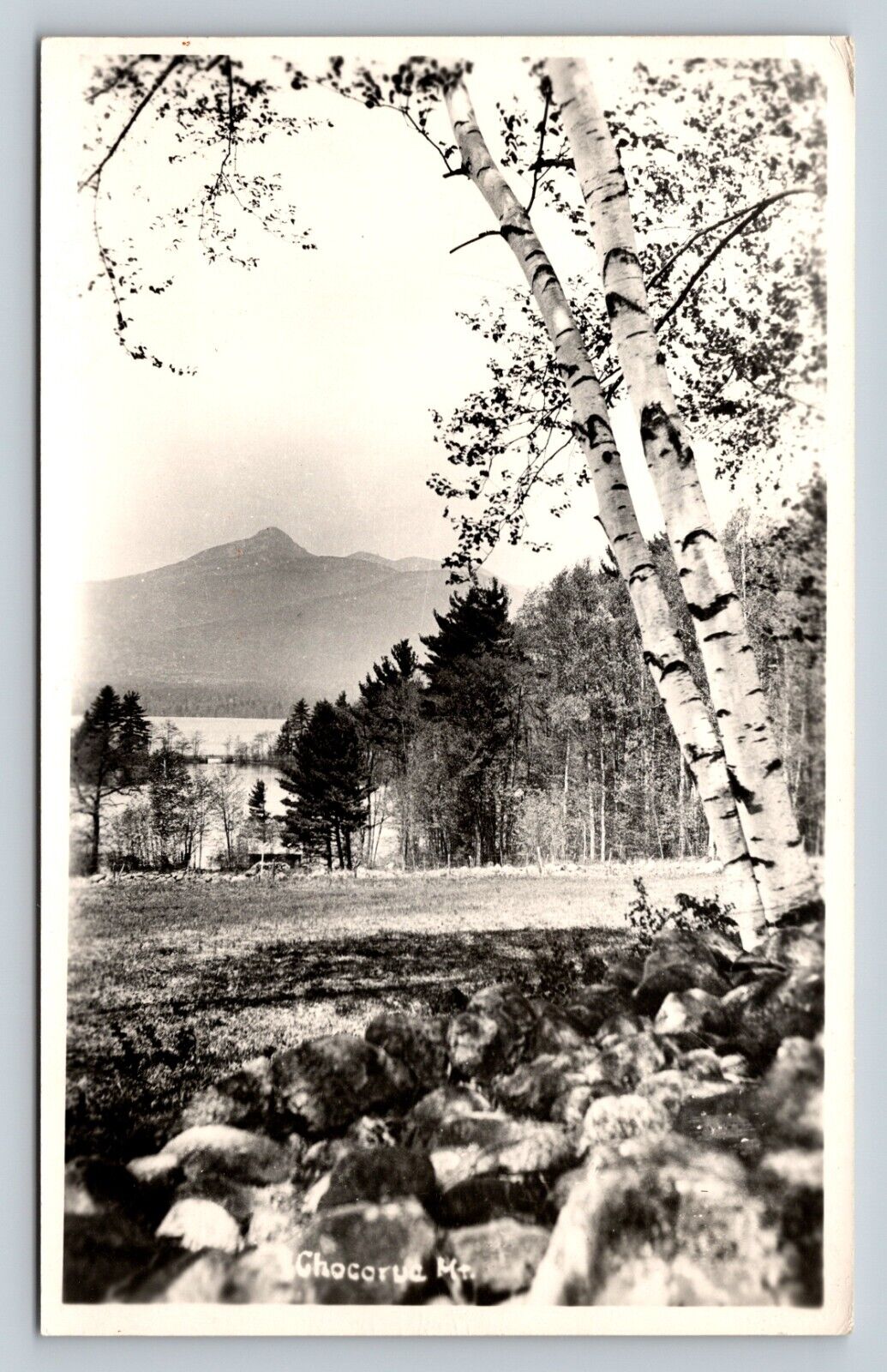 c1951 RPPC Mount Chocorua in New Hampshire White Birch Tree VNTG Postcard 1412