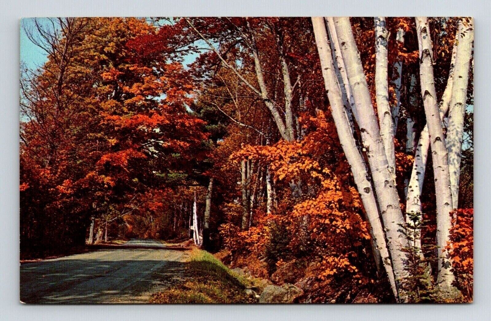 Greetings Cadillac Michigan Scenic Autumn Roadway Chrome UNP Postcard