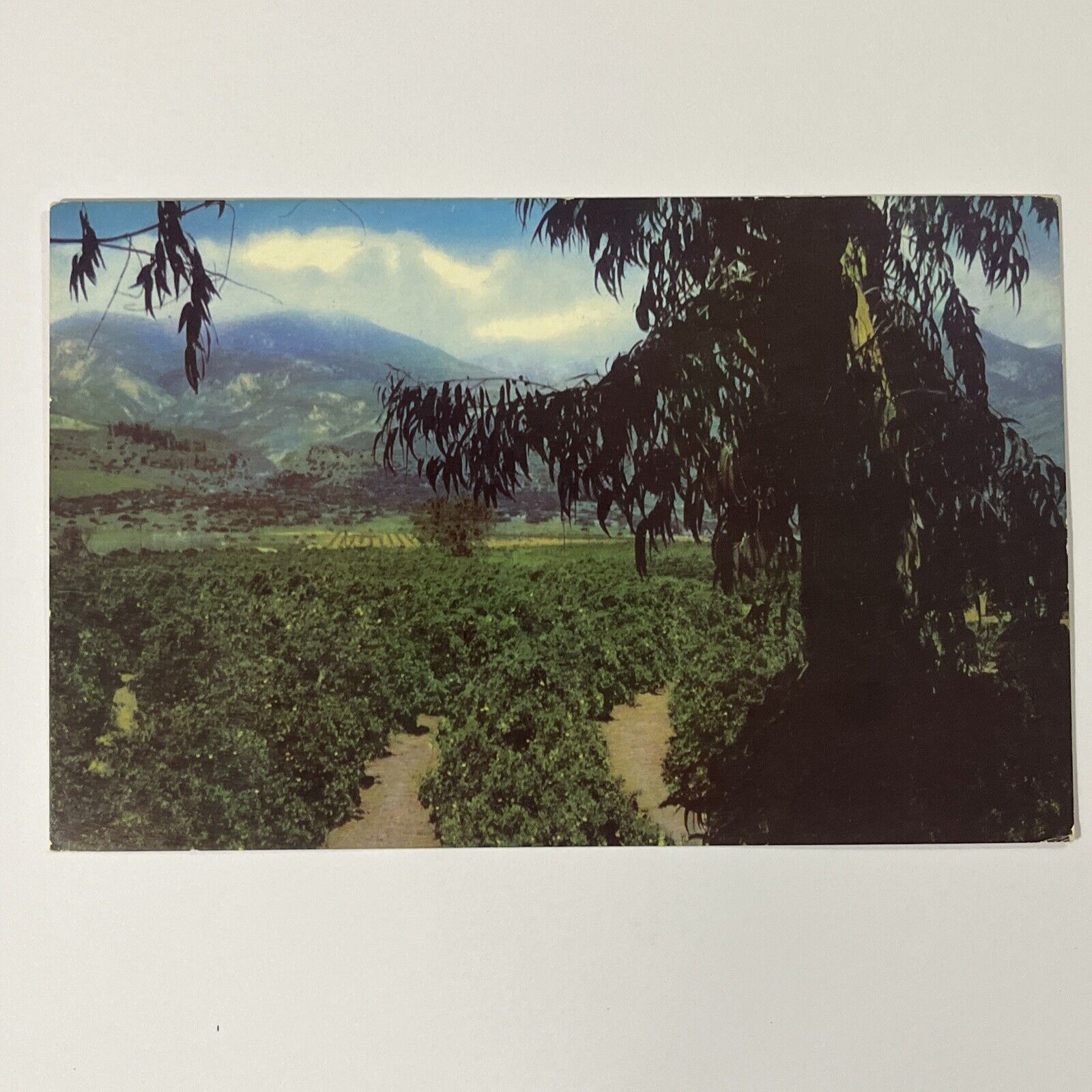 Vintage Postcard California Beautiful Landscape Tourist Union Oil Company  ⭐️