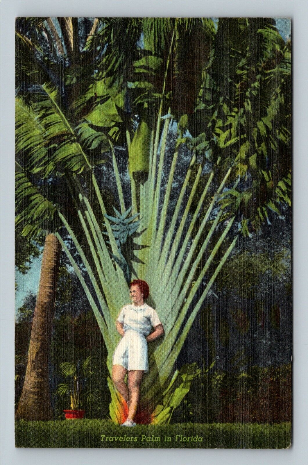 Homestead FL Postmark, Travelers Palm, Florida c1944 Vintage Postcard