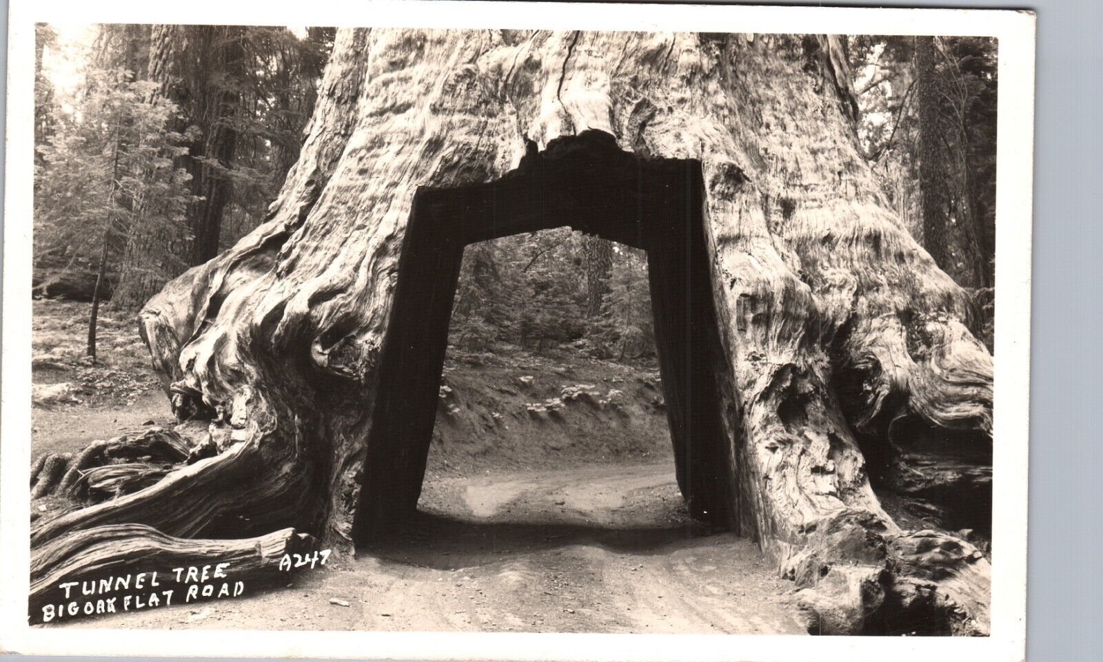 TUNNEL TREE big oak flat road yosemite ca real photo postcard rppc california