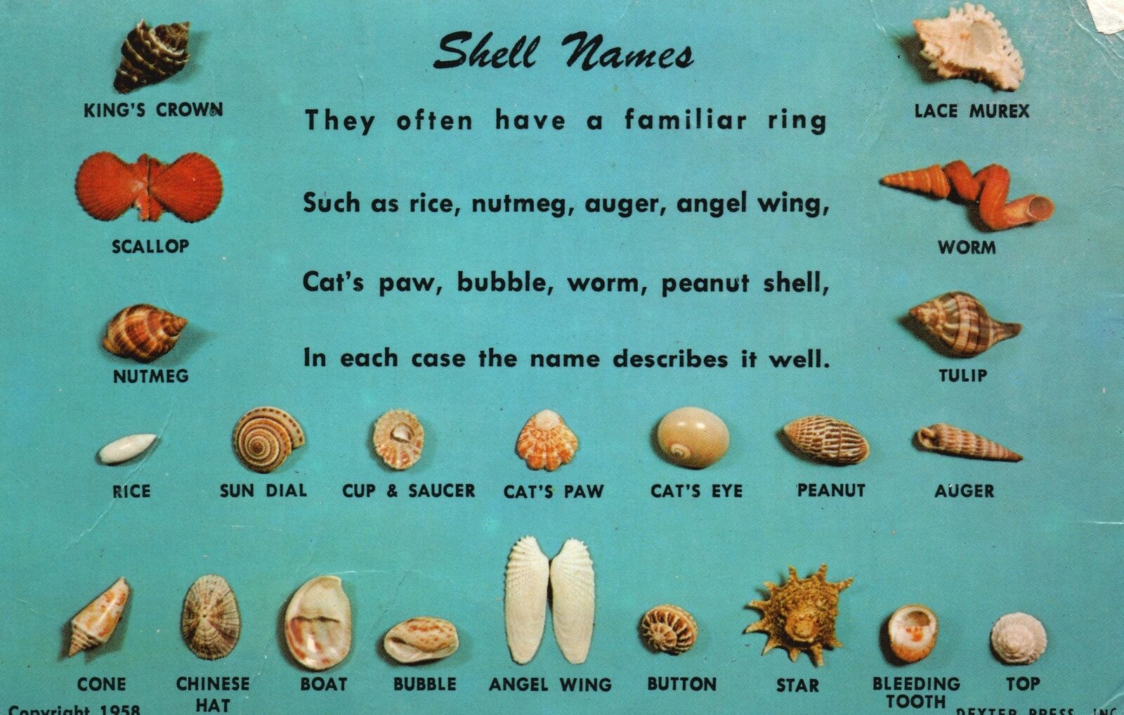 Vintage Postcard 1961 Most Shells Latin Greek Familiar Ring Nutmeg Auger Worm