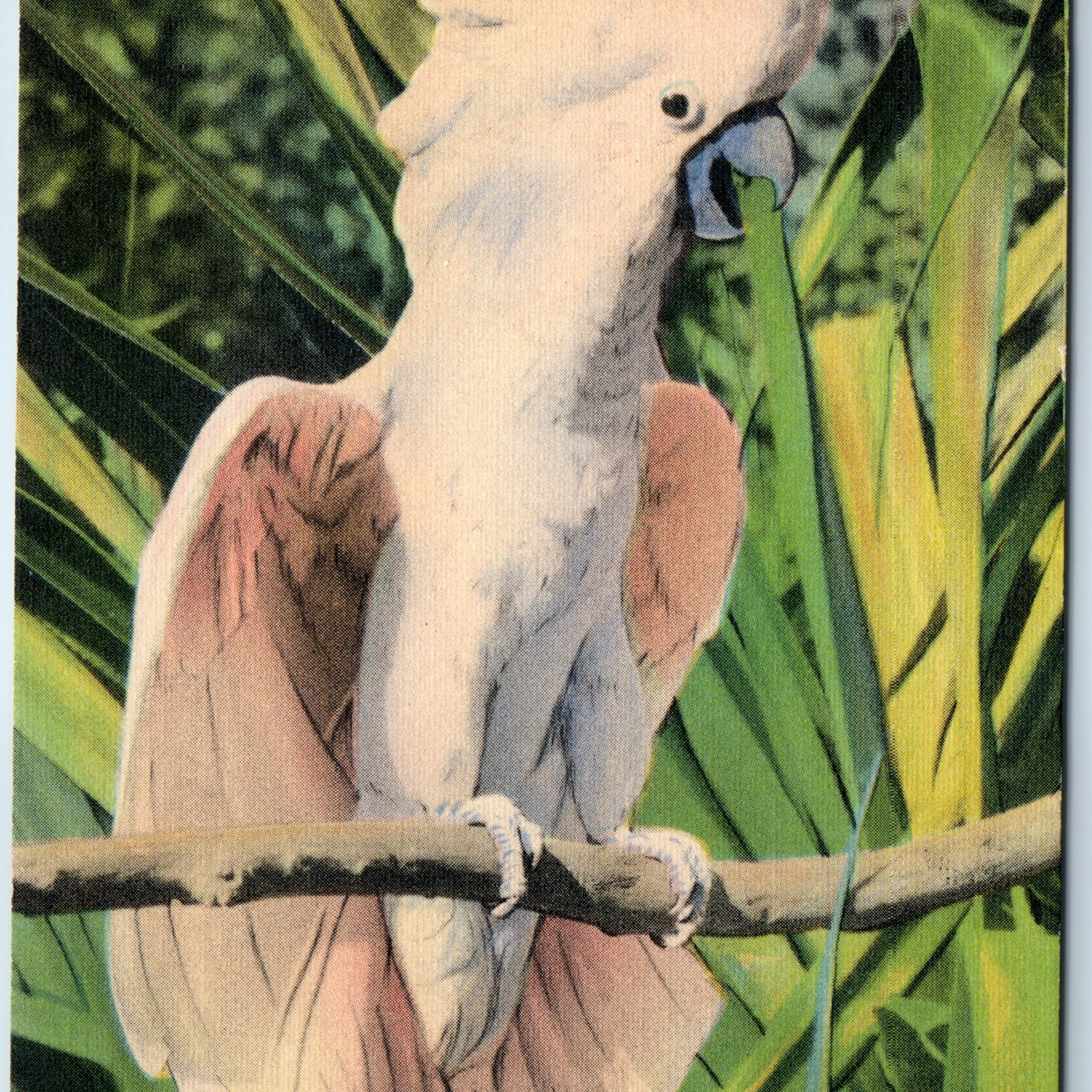 c1940s Miami, FL Parrot Jungle Duke the Salm Crested Cockatoo Adorable Bird A221