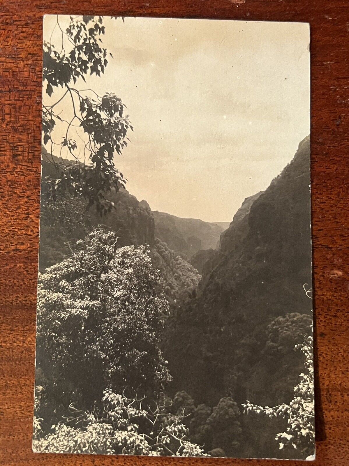 ATQ 1910s RPPC Postcard Hawaii Mountain Gorge Pristine Forest \