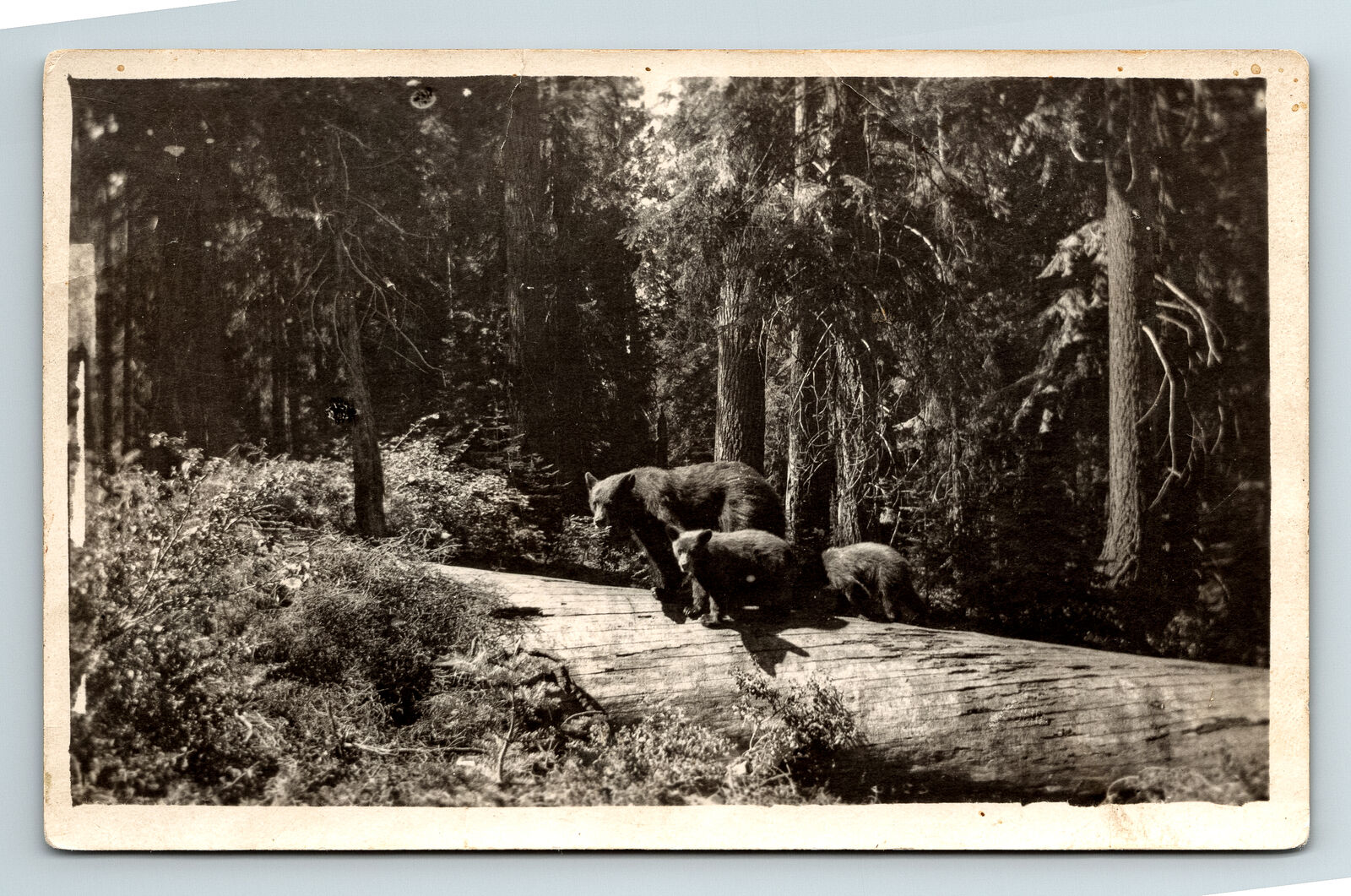 1928 RPPC Postcard Grant Forest CA California Bears Mama Bear Cubs Huge Tree
