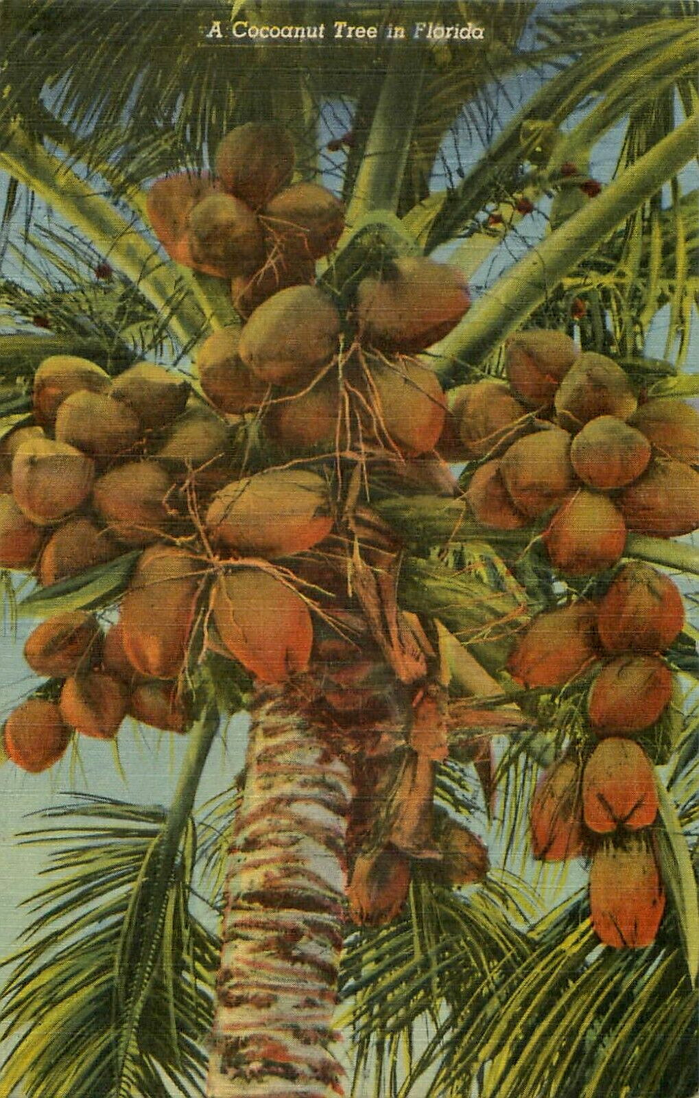 A Cocoanut Tree In Florida-Tropical Florida Series Vintage Linen Postcard
