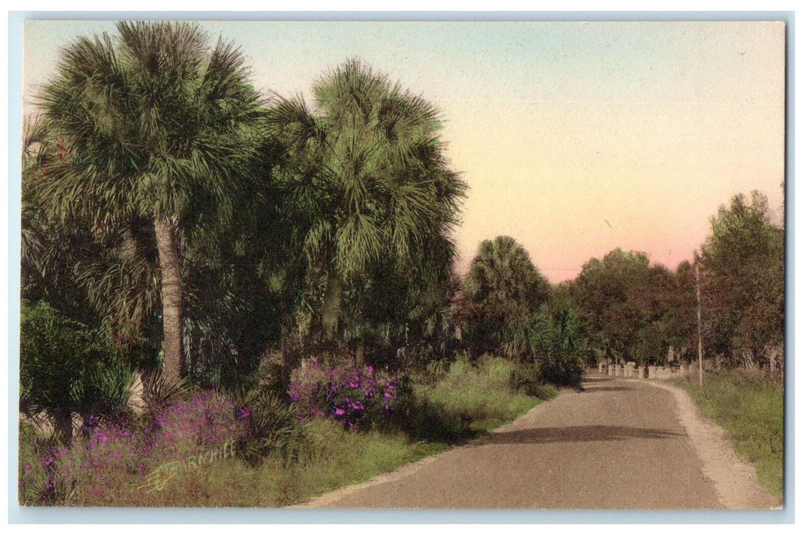 c1910's Shore Drive Way Trees Scene St. Petersburg Florida FL Unposted  Postcard