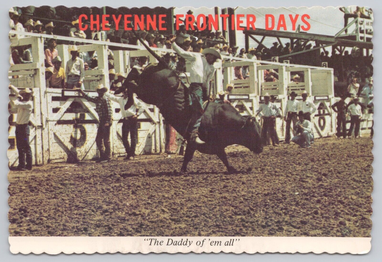 Cheyenne Wyoming, Frontier Days Rodeo, Bull Rider, Vintage Postcard