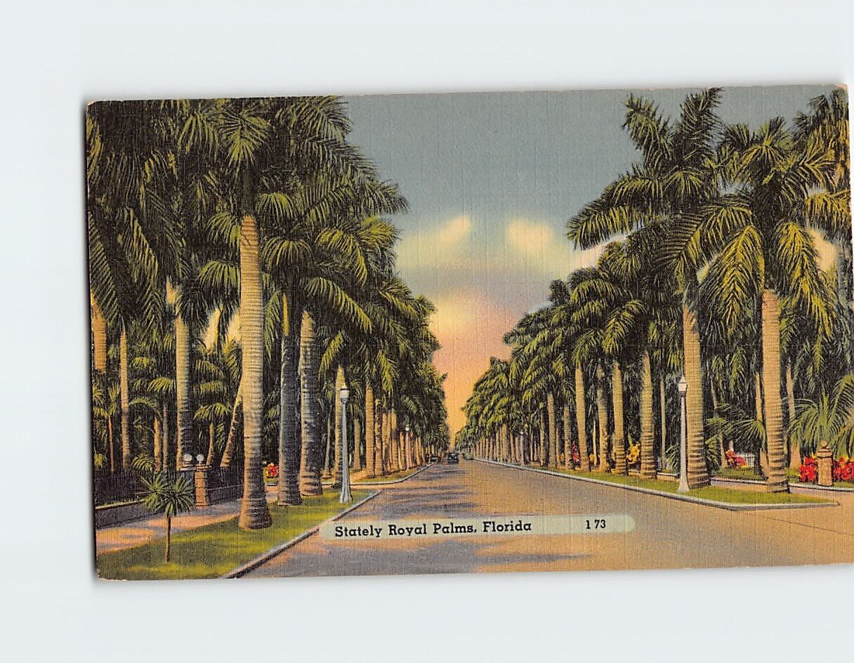Postcard Stately Royal Palms Florida USA