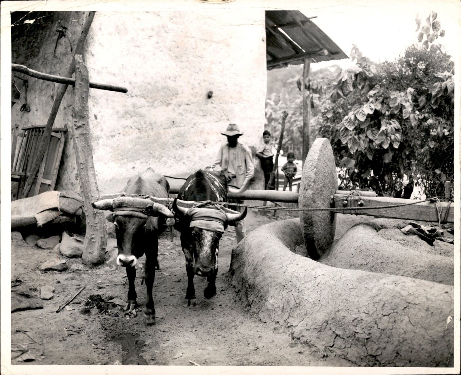 LD341 1972 Original Photo VENEZUELAN FARMER GRINDS COFFEE OX-DRIVEN STONE MILL