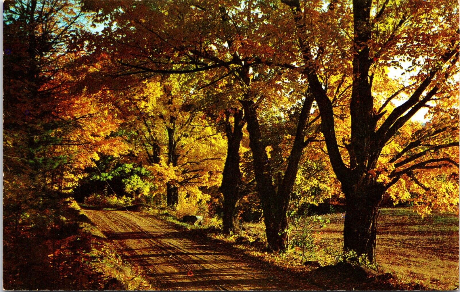Postcard - A Country Road