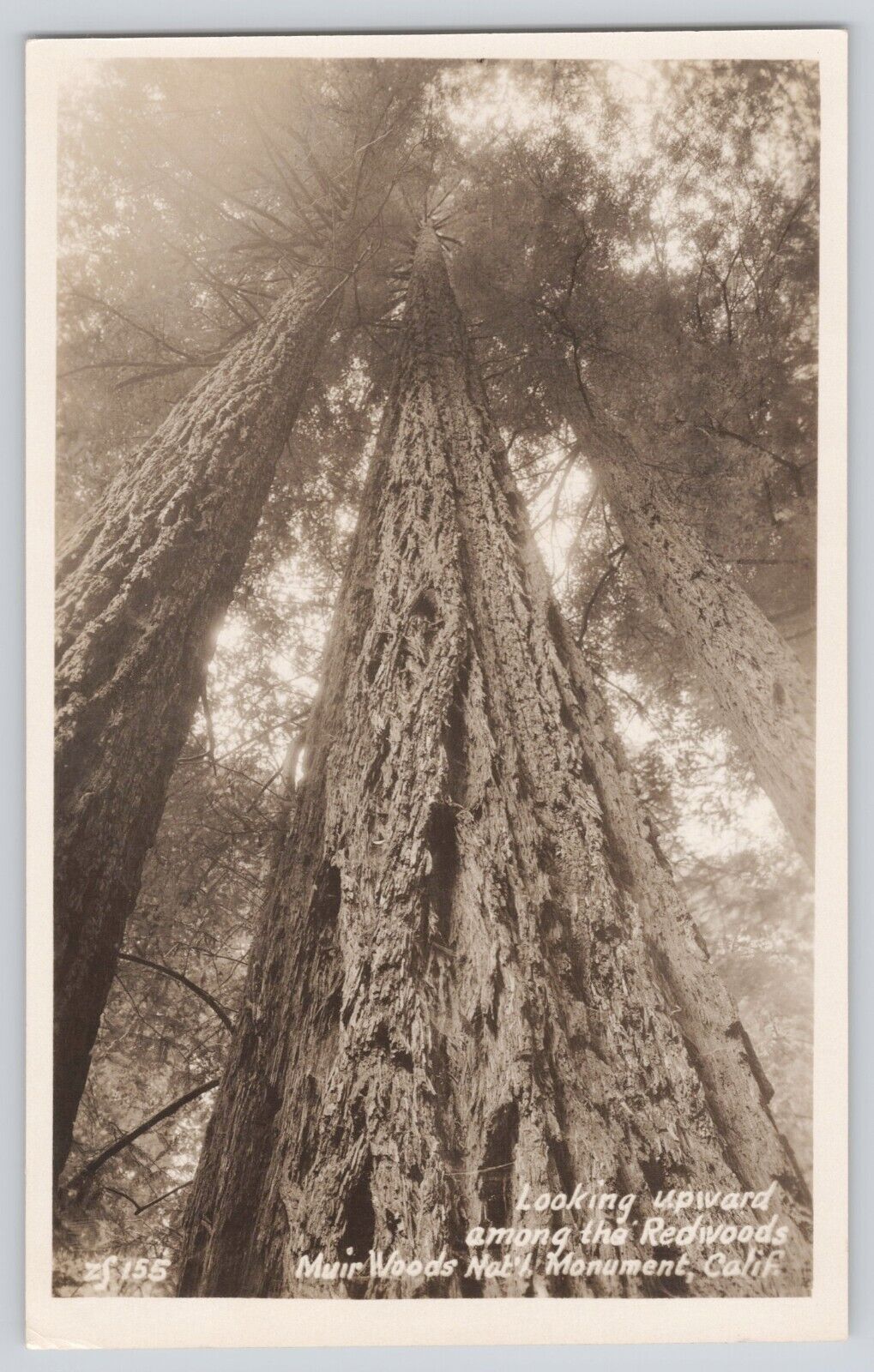Postcard RPPC California Muir Woods National Monument Looking Up Redwood Tree