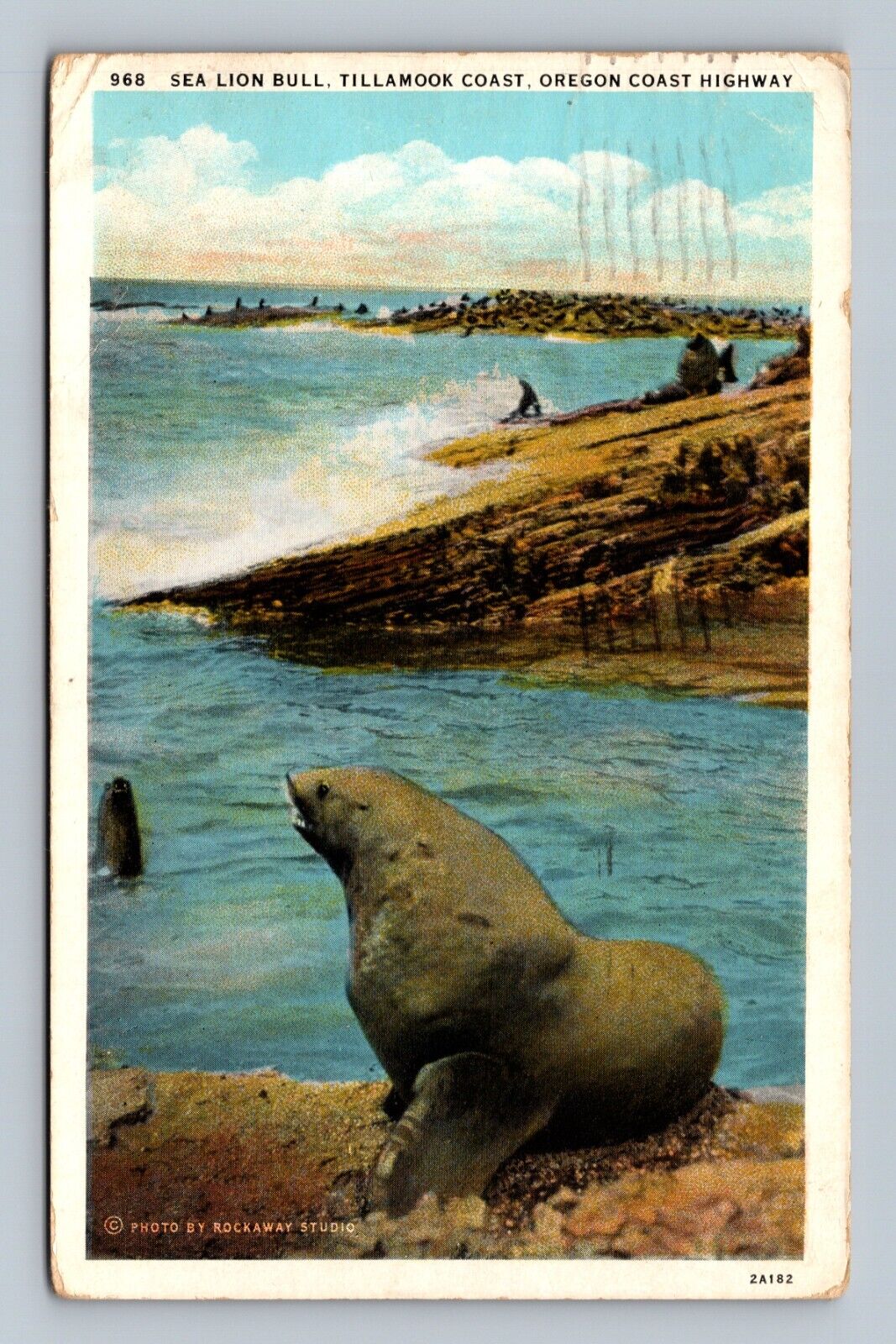 Postcard OR Sea Lion Bull Tillamook Coast Oregon Coast Highway