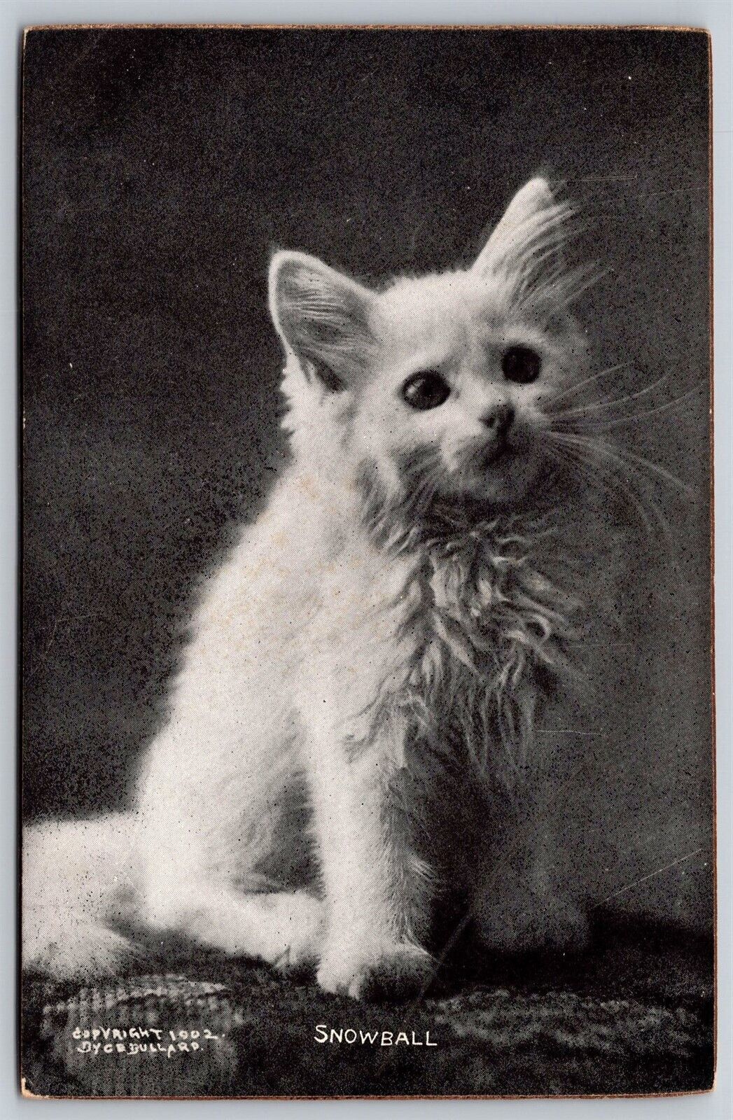 Postcard Snowball Kitten Cat c1902 CE Bullard M181