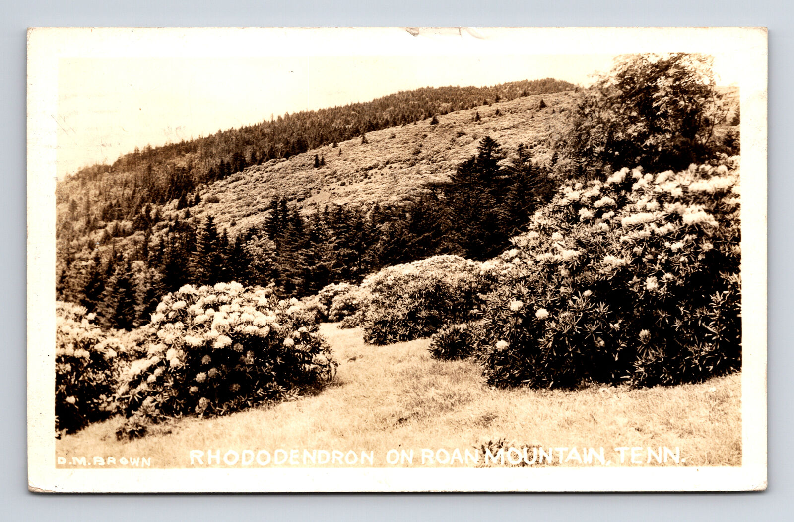 RPPC Scenic View of Flowering Rhododendron by DM Brown Roan Mountain TN Postcard