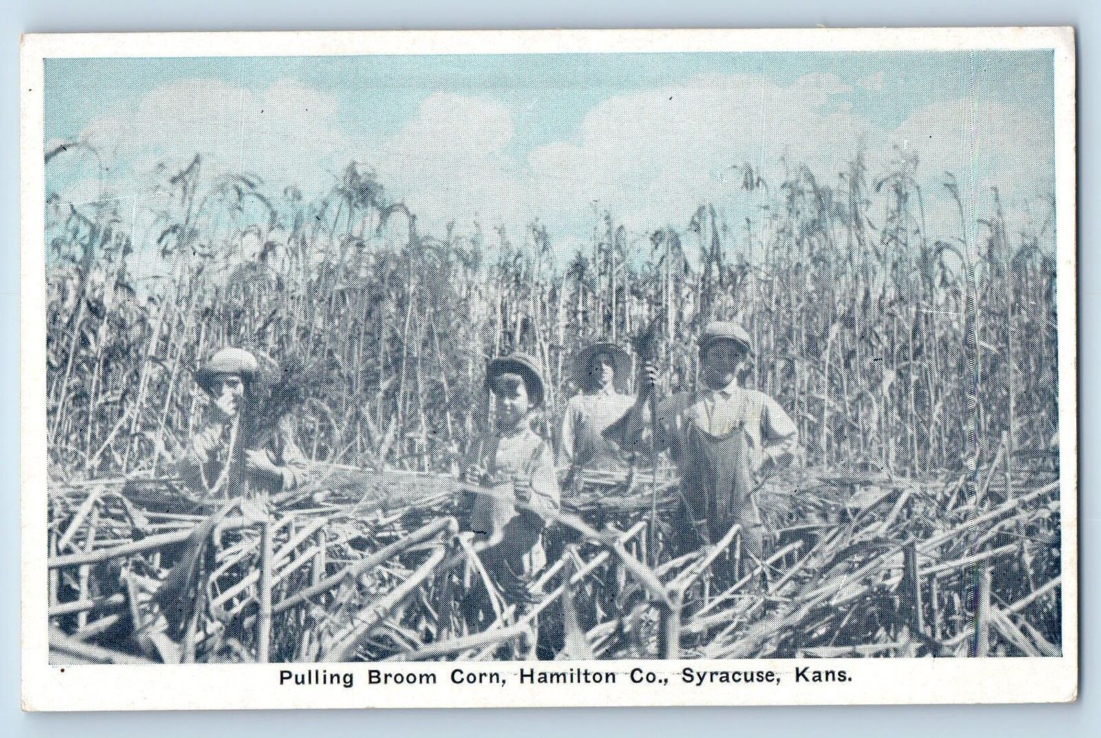 Syracuse Kansas KS Postcard Pulling Broom Corn Hamilton Company c1920s Vintage