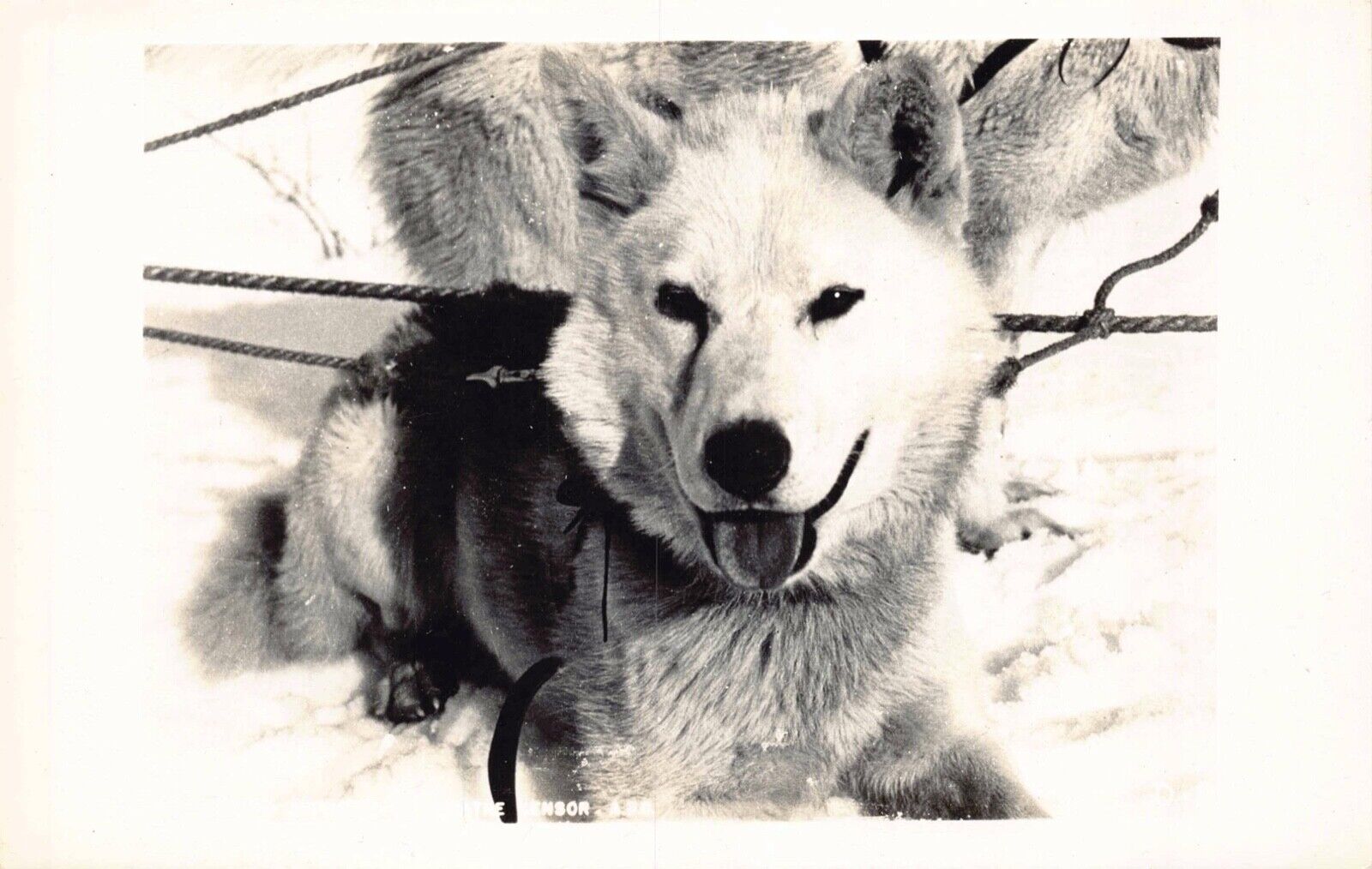 Two Real Photo Postcards Alaskan Husky Sled Dogs in Alaska~130740