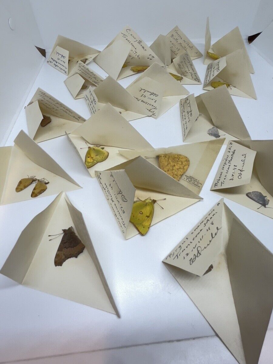 Lot Of Vintage Butterfly Moth Taxidermy Lot M