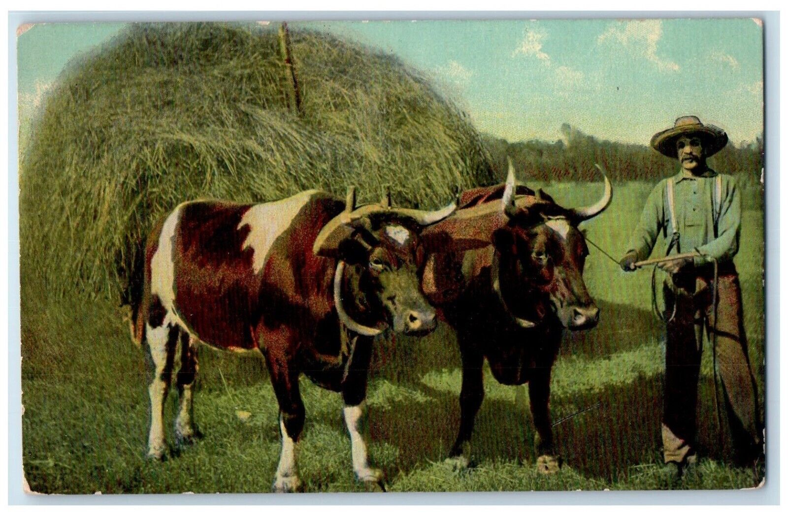 1911 Two Cows Hay Farmer Scene Fleetville Pennsylvania Vintage Antique Postcard