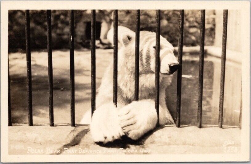 c1940s TACOMA, Washington RPPC Real Photo Postcard POLAR BEAR BEHIND BARS / Zoo