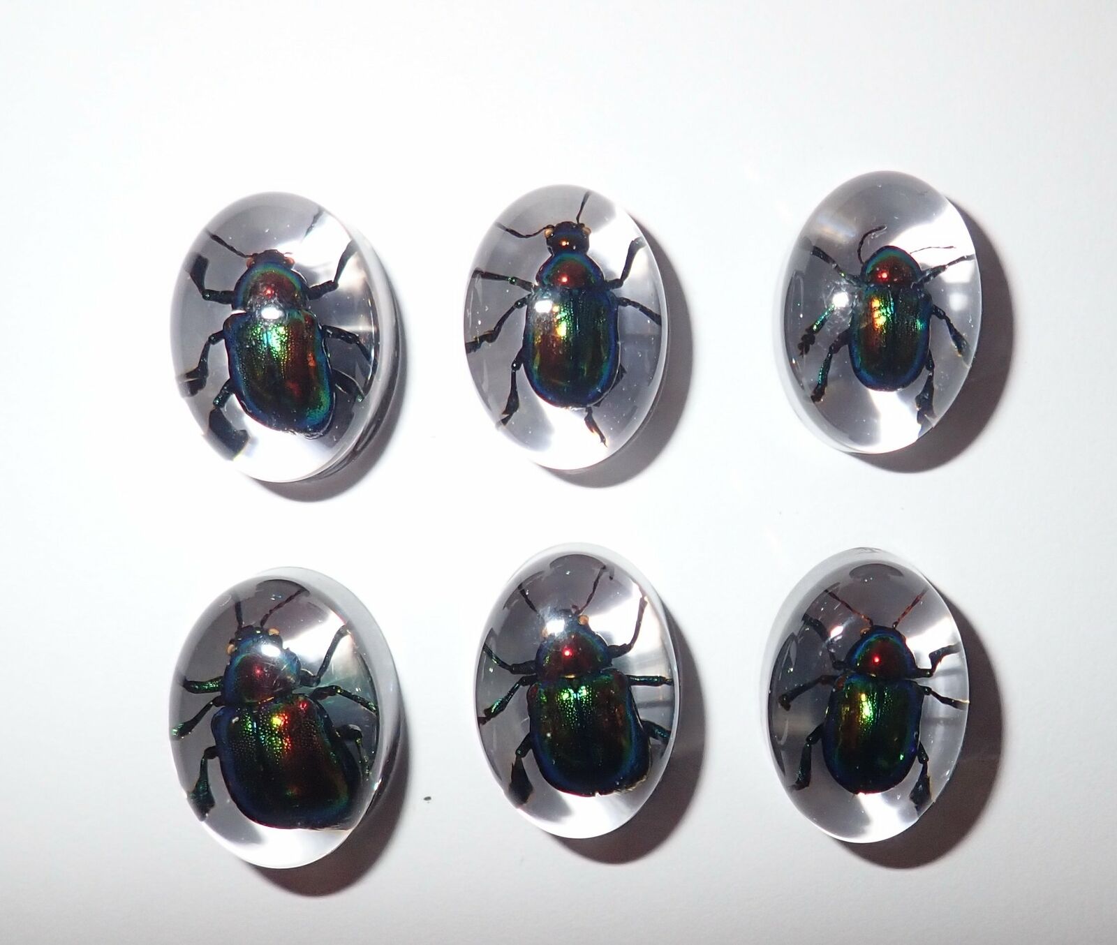 Insect Cabochon Shining Leaf Beetle Oval 12x18 mm Clear 10 pieces