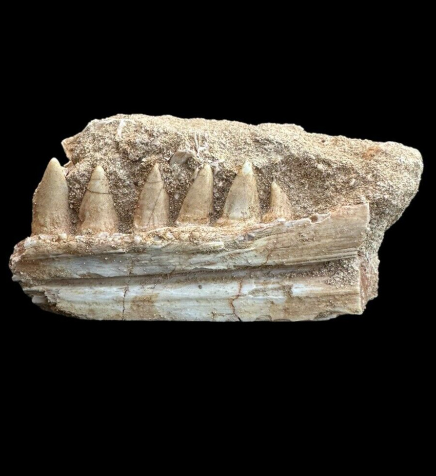Great Enchodus Jaw Fossil: A Window into the Prehistoric World- Enchodus Tooth