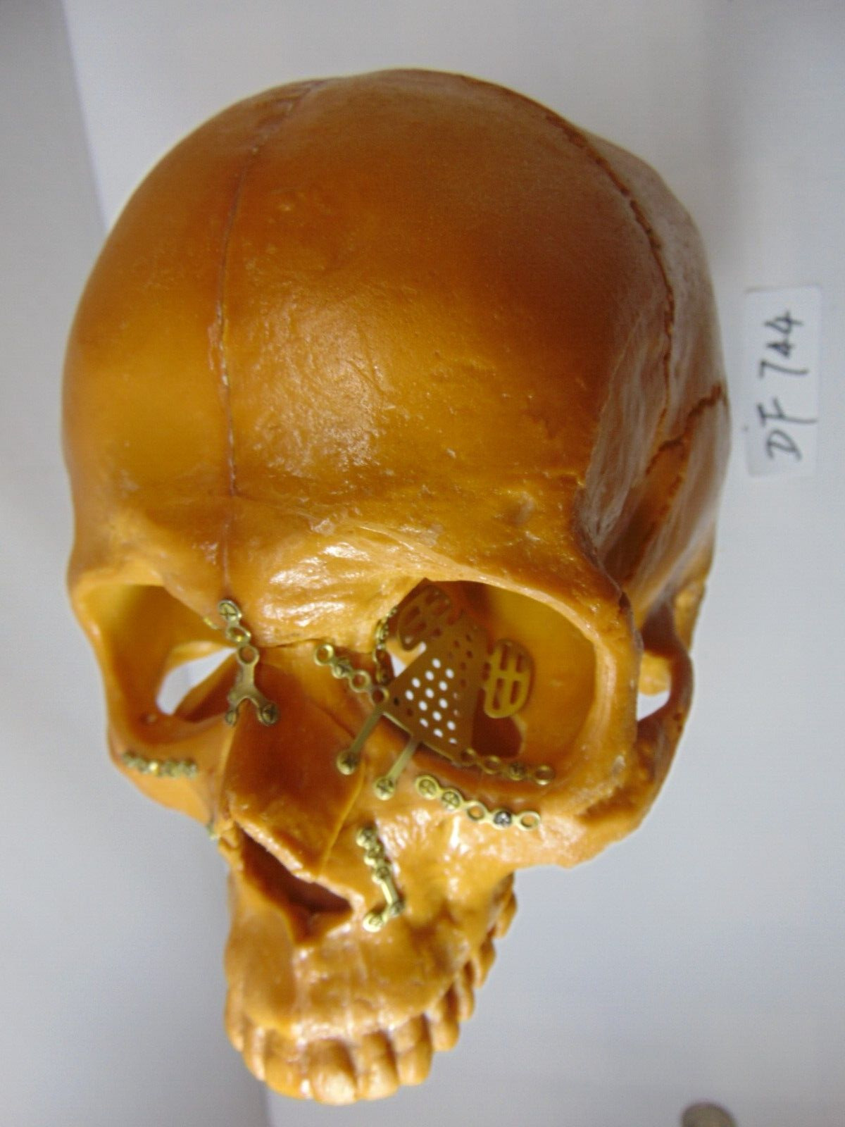 VTG Life Size Sawbones Hard Plastic Realistic Human Skull Replica Display Prop