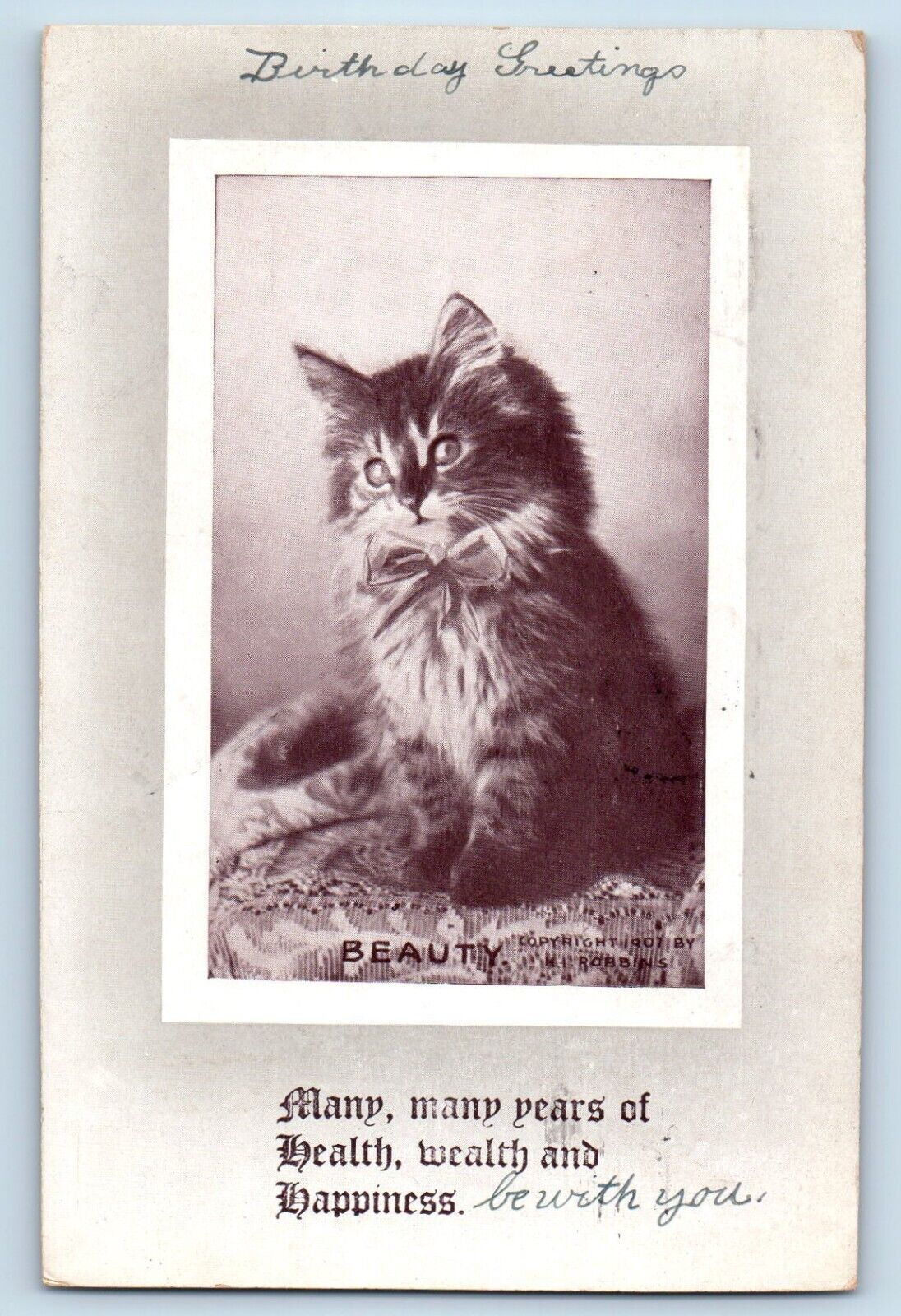 Wilkes Barre Pennsylvania PA Postcard Cat Kittens Haired Animal 1911 Antique