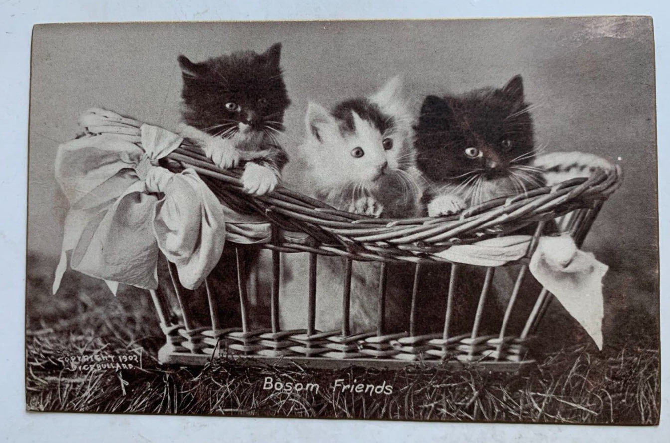 Vintage ca 1902 Cats Postcard \