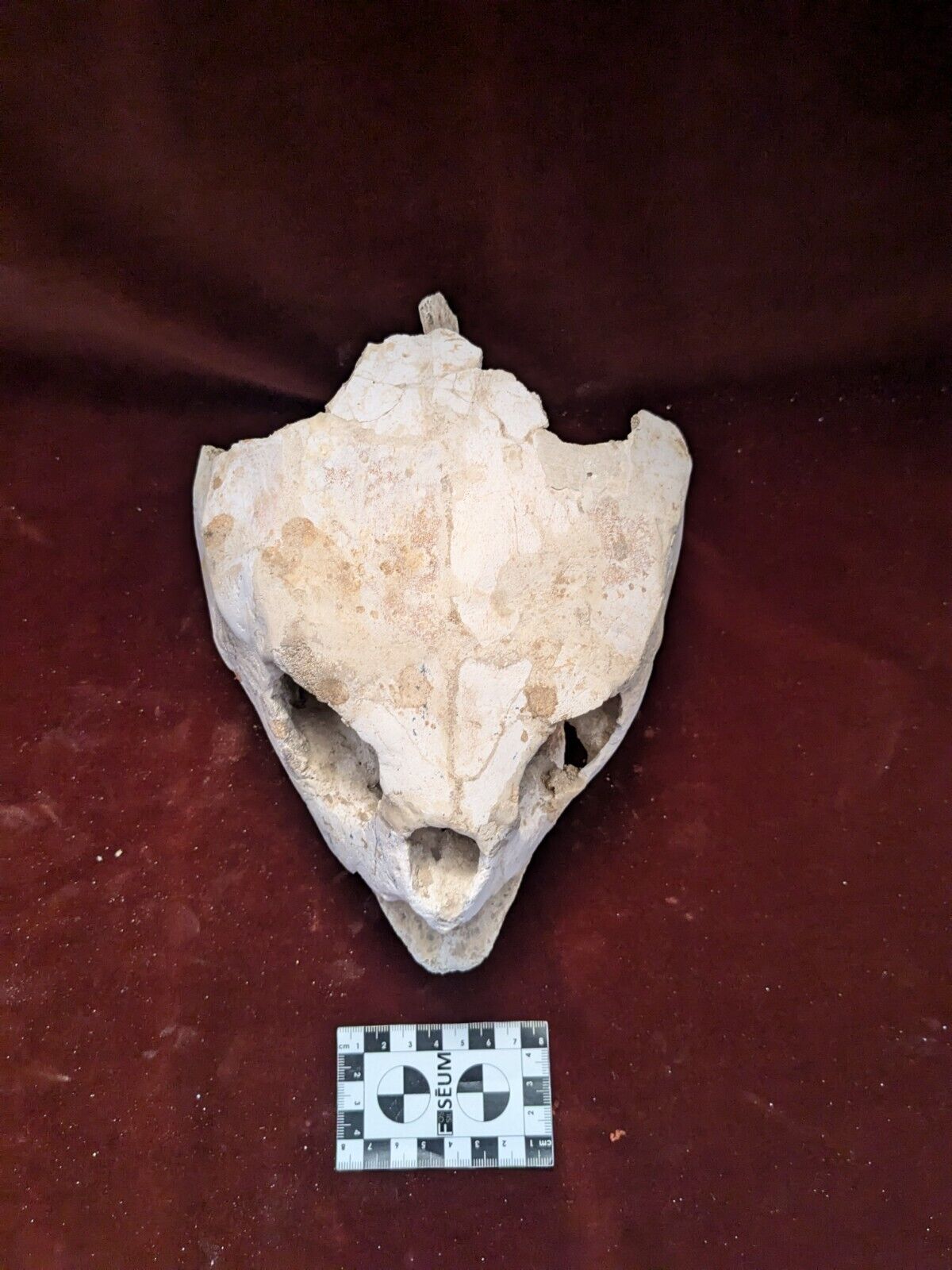 Rare Old Rare Fossil Skull Very Rare  Prehistoric Reptile Dinosaur