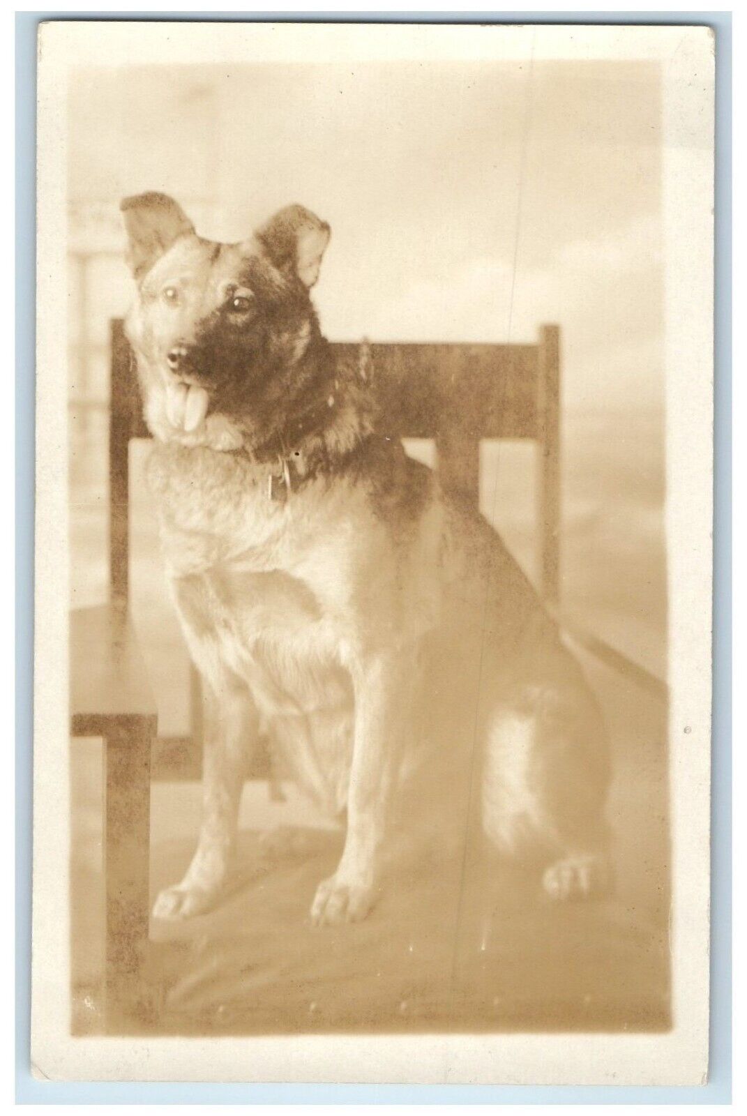 c1930's German Shepherd Dog Sat On Chair RPPC Photo Unposted Vintage Postcard