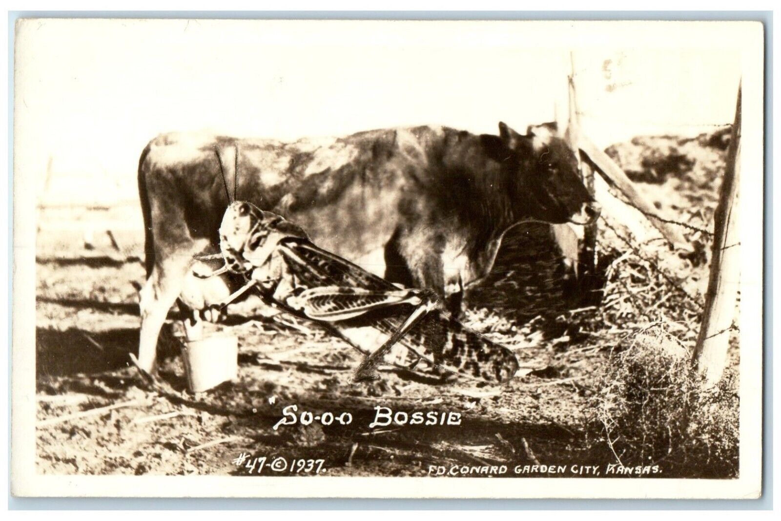 c1940\'s Sooo Boossie Grasshopper Milking Cow Garden City KS RPPC Photo Postcard