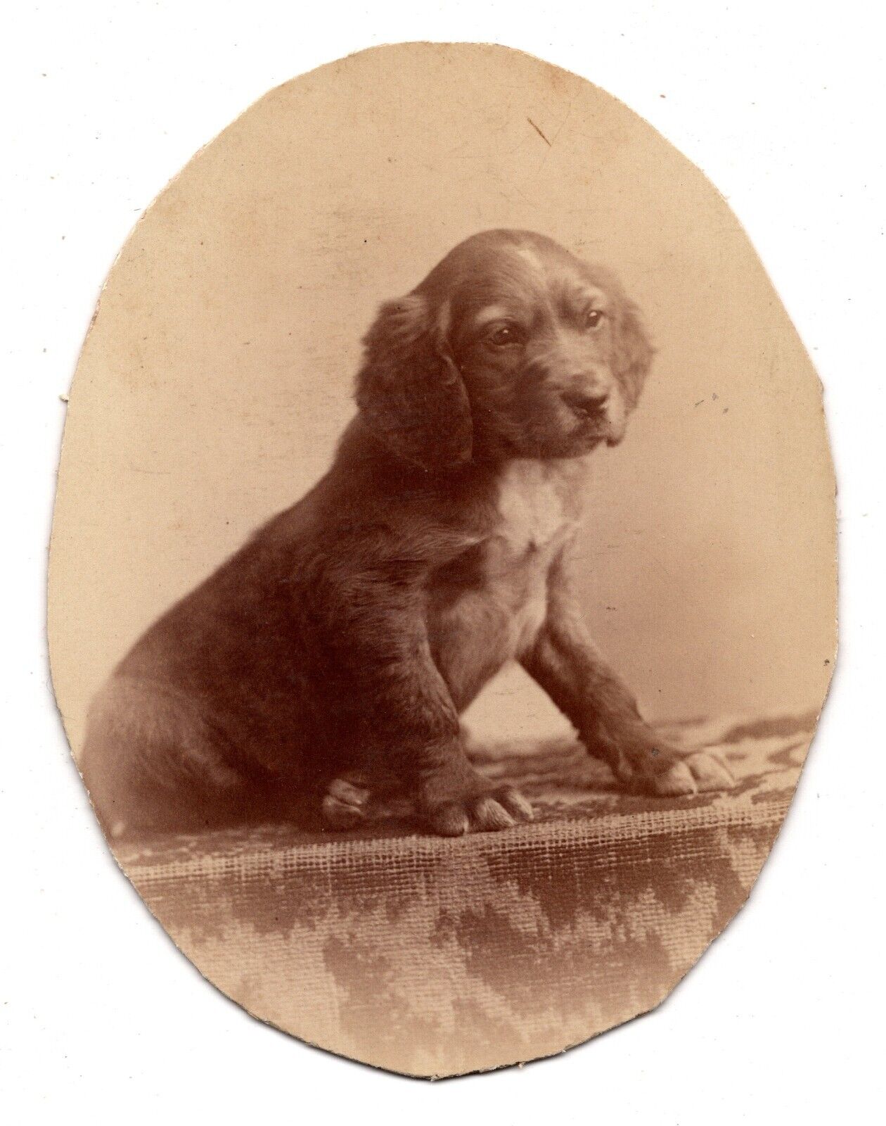 CIRCA 1870s CABINET CARD OSWALD BROS ENGLISH COCKER SPANIEL DOG MINNEAPOLIS MINN