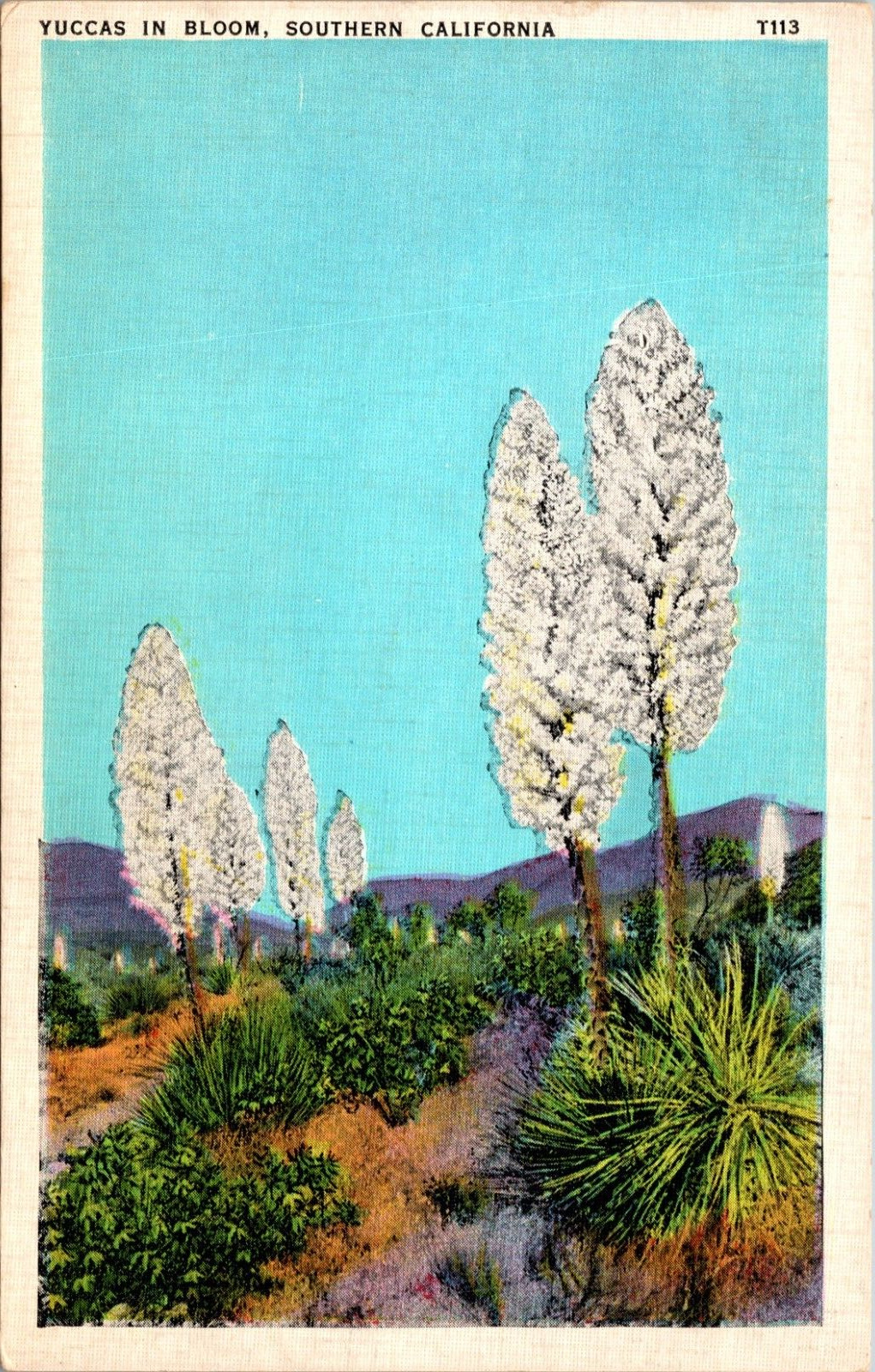 Yuccas In Bloom Southern California CA Postcard
