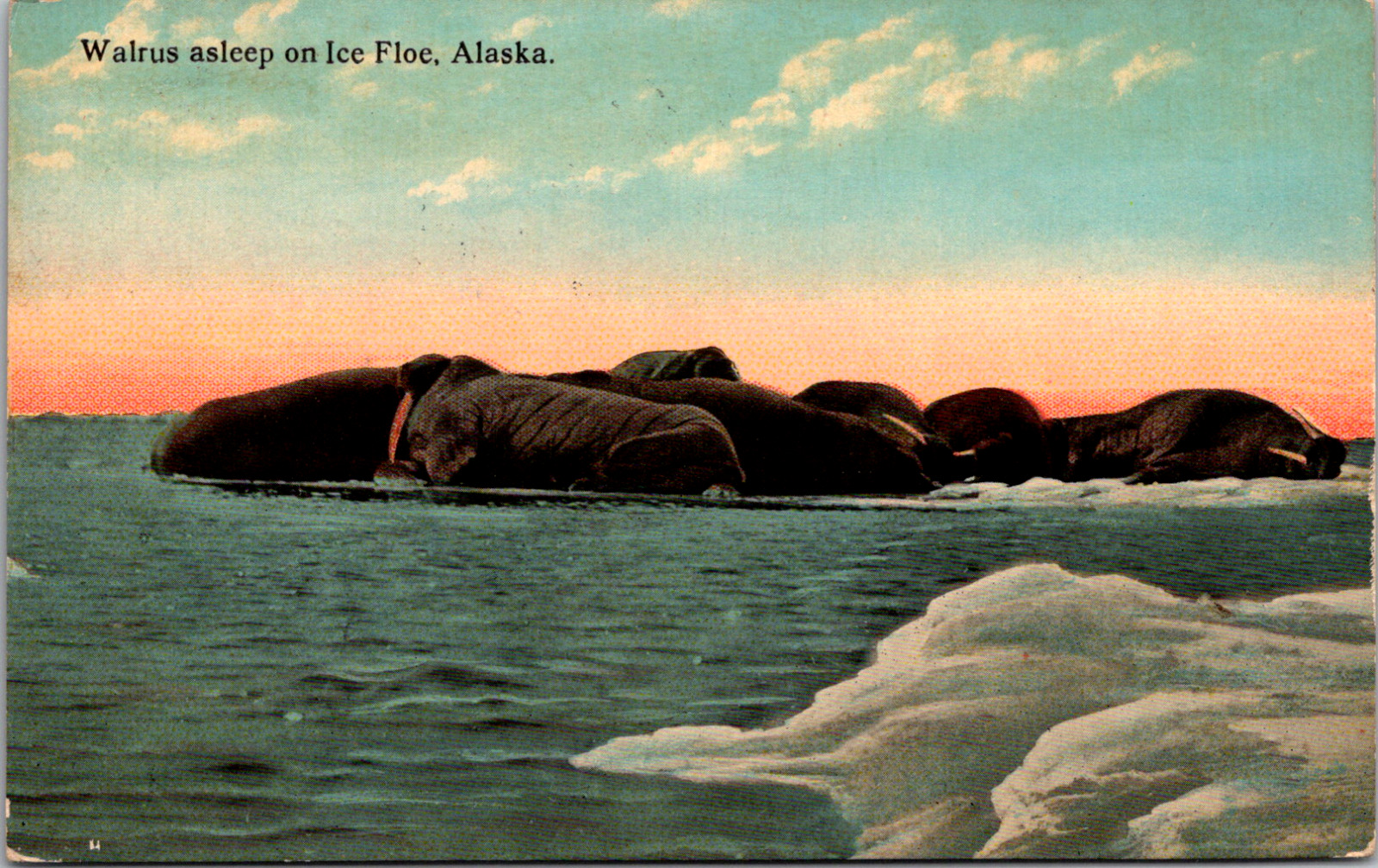 Alaska Walrus Sleeping on The Ice Floe Vintage C. 1914 Postcard