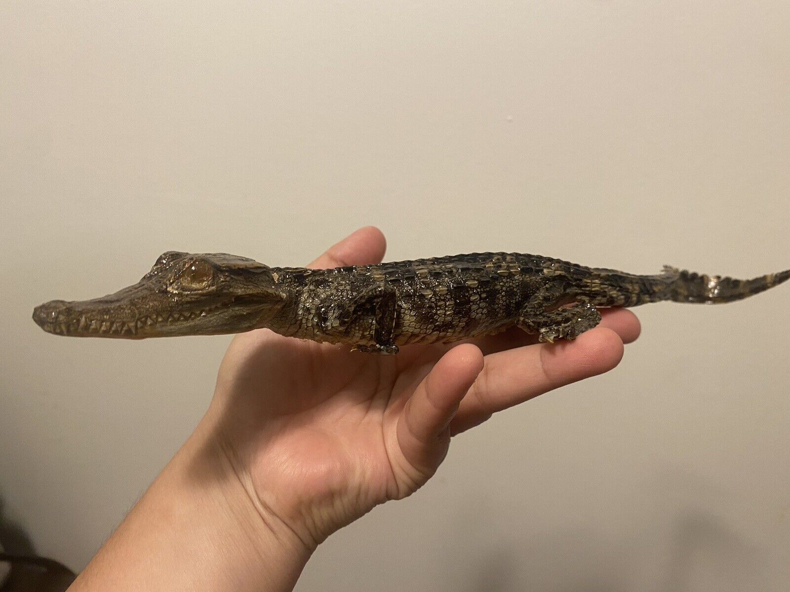 ANTIQUE VINTAGE TAXIDERMY BABY ALLIGATOR-CROC STANDING SOUVINER TALL unusual
