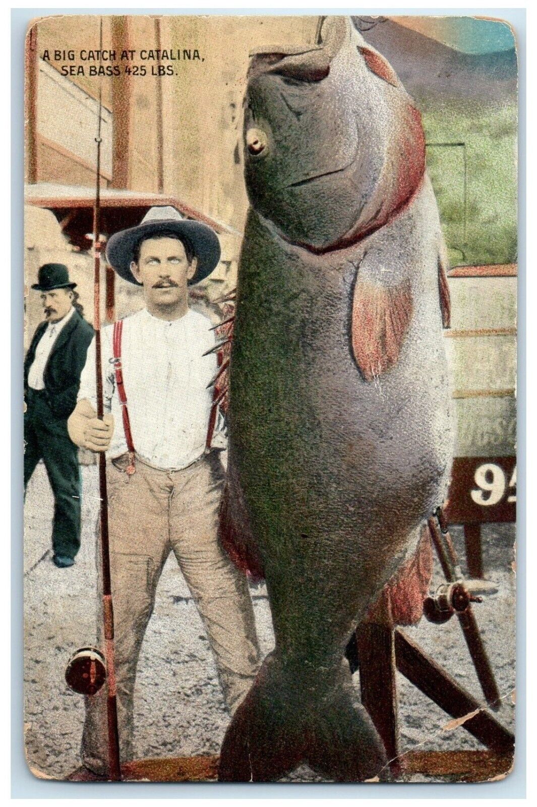 c1910's A Big Catch At Catalina Sea Bass 425 Lbs Unposted Antique Postcard