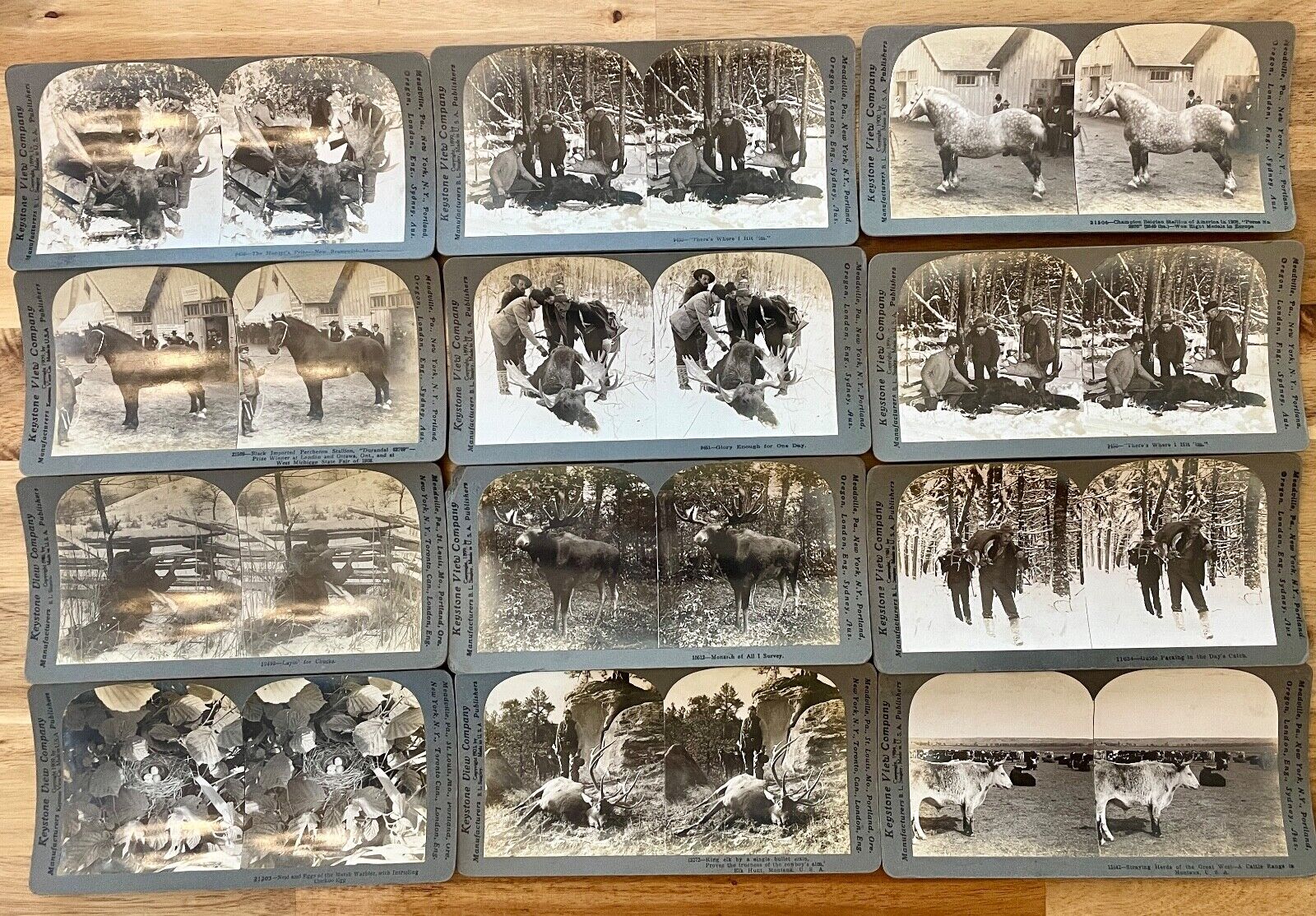 Set of 12 Vintage Stereograph Keystone Hunting and Animal Photo Card