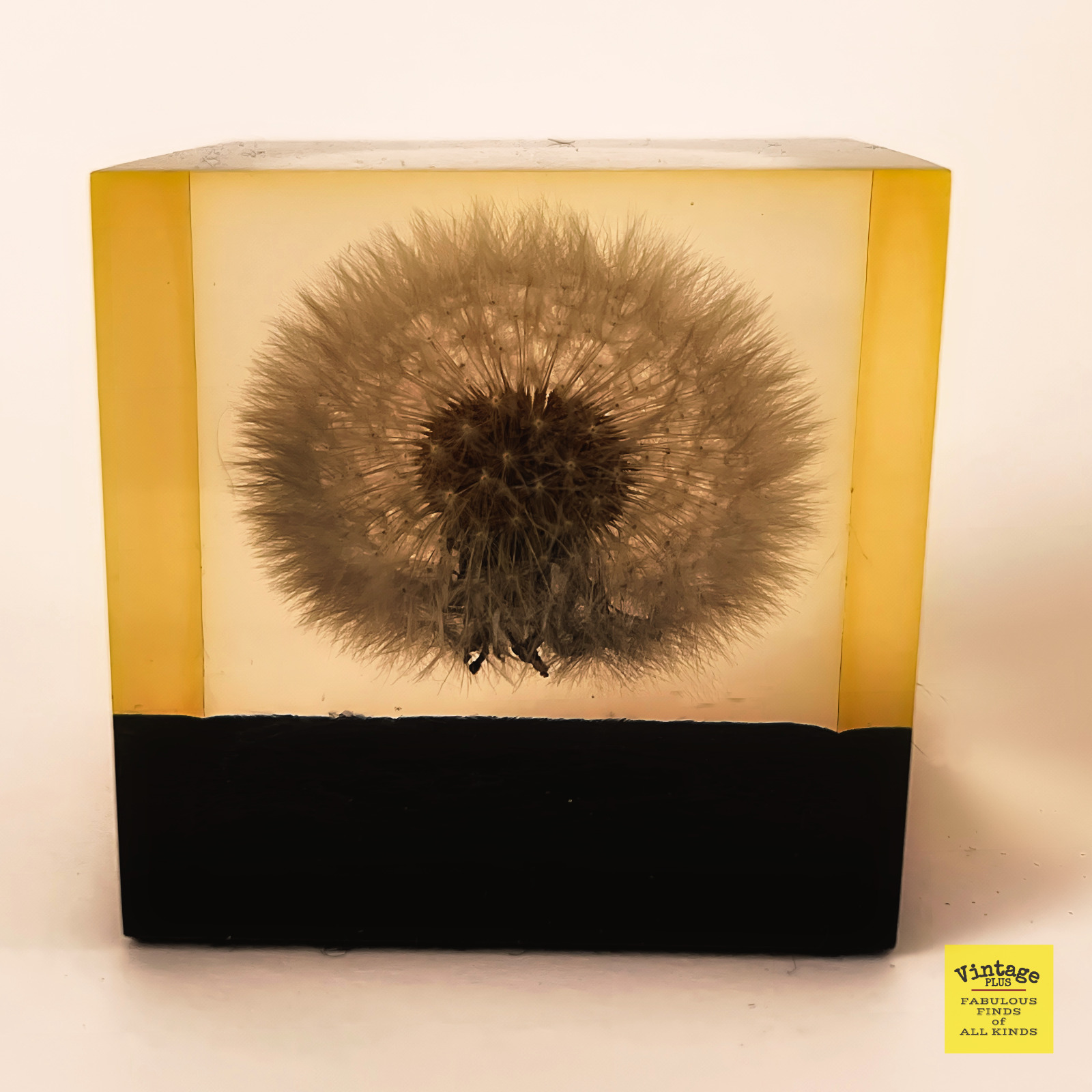 Clear Acrylic Paperweight with Enclosed Puffy Dandelion - Vintage 1960's