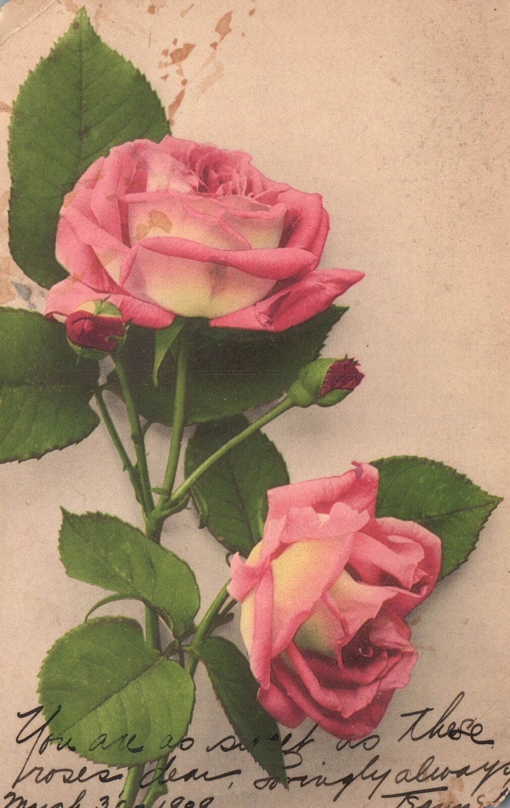 Vintage Postcard 1910\'S Large Flowers Pink Rose Greetings And Wishes Souvenir