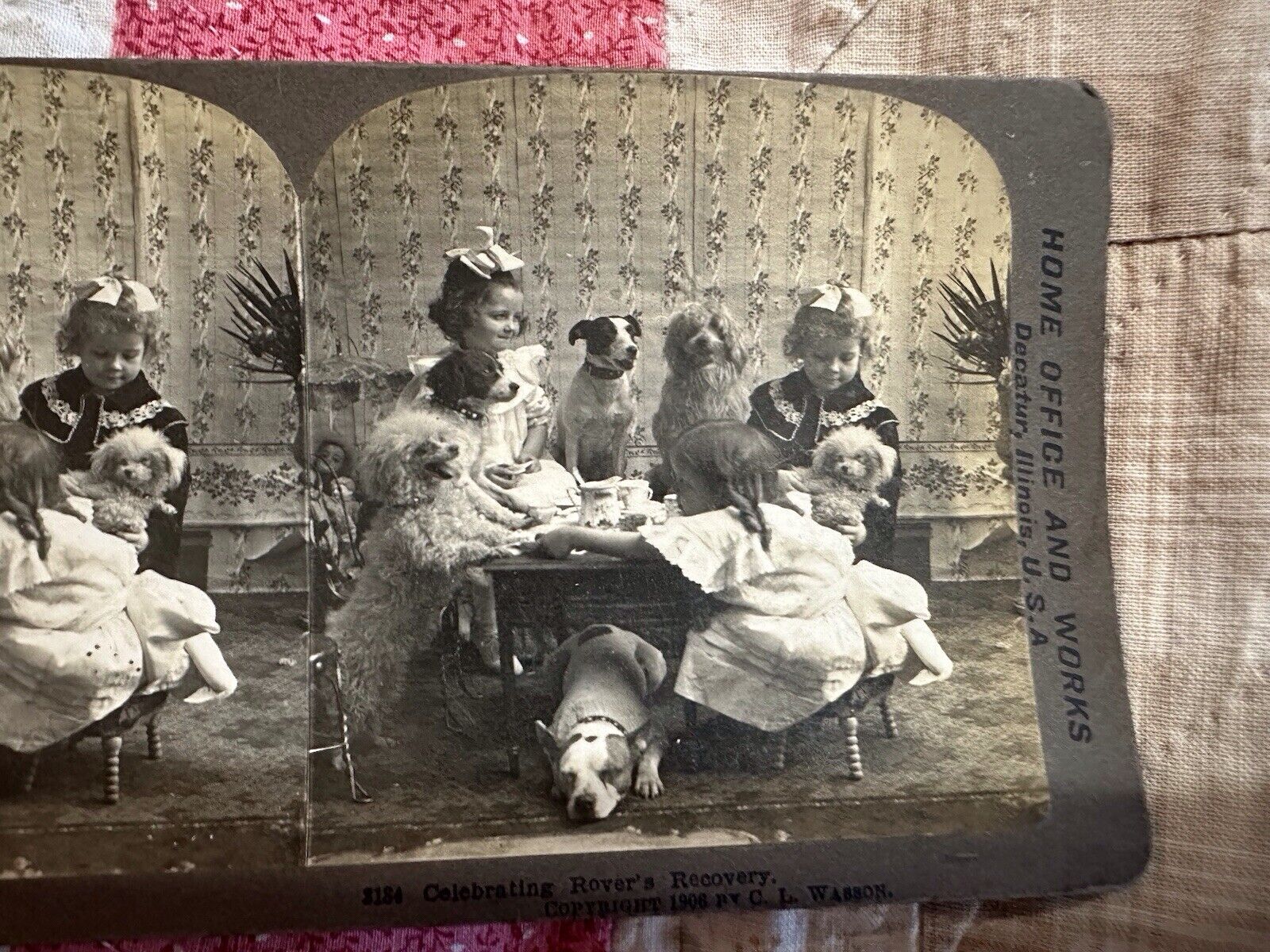 Antique Stenograph Photo Image Little Girls With Dogs