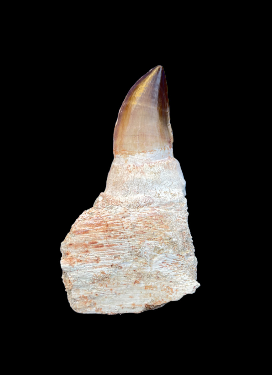 Huge rooted Mosasaurus tooth in its root from Morocco, Fossilized Dino tooth