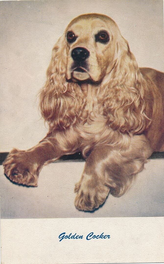 Golden Cocker Dog Postcard