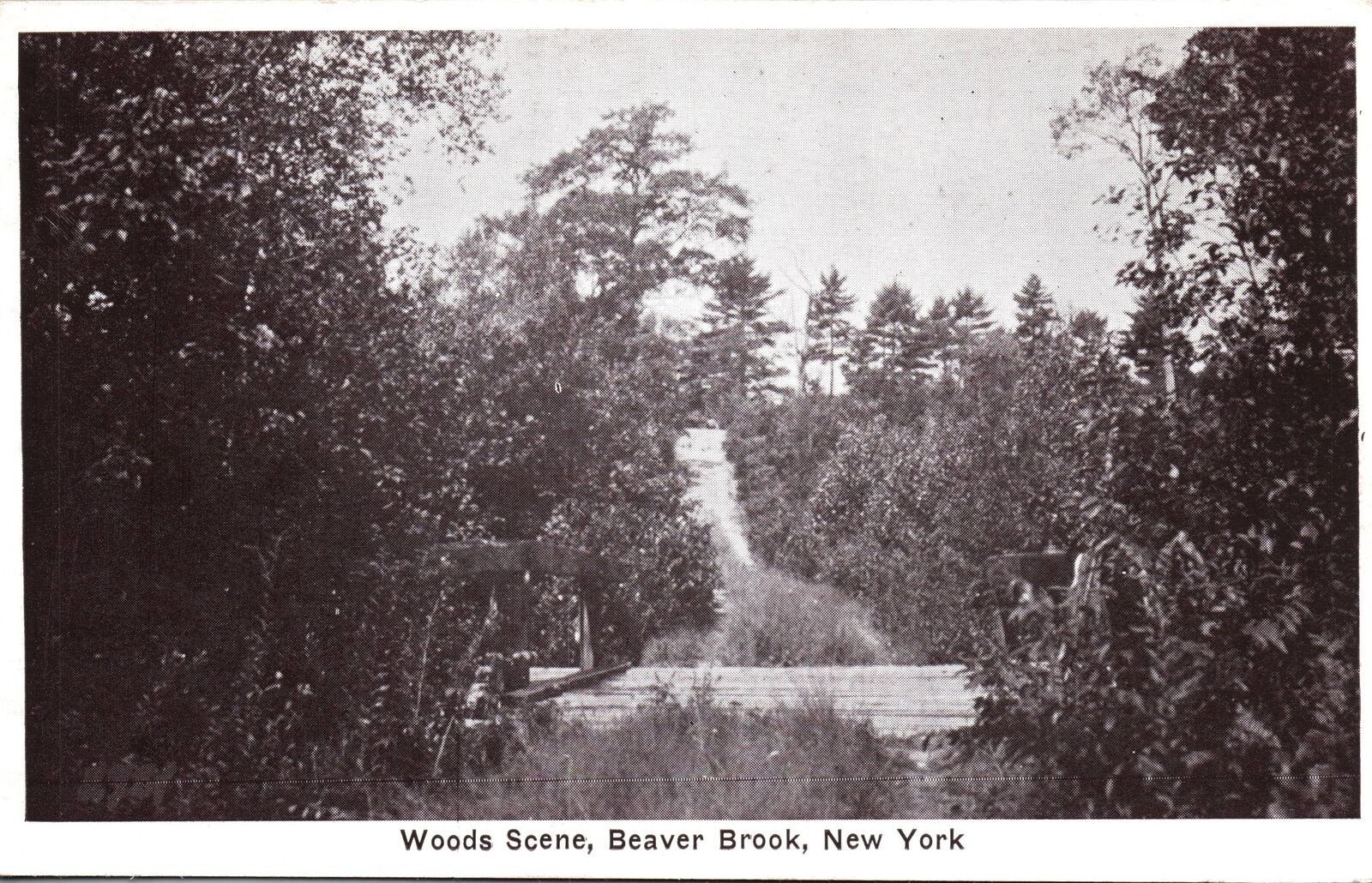 VINTAGE POSTCARD WOODS SCENE AT BEAVER BROOK NEW YORK c. 1920s SCARCE VIEW
